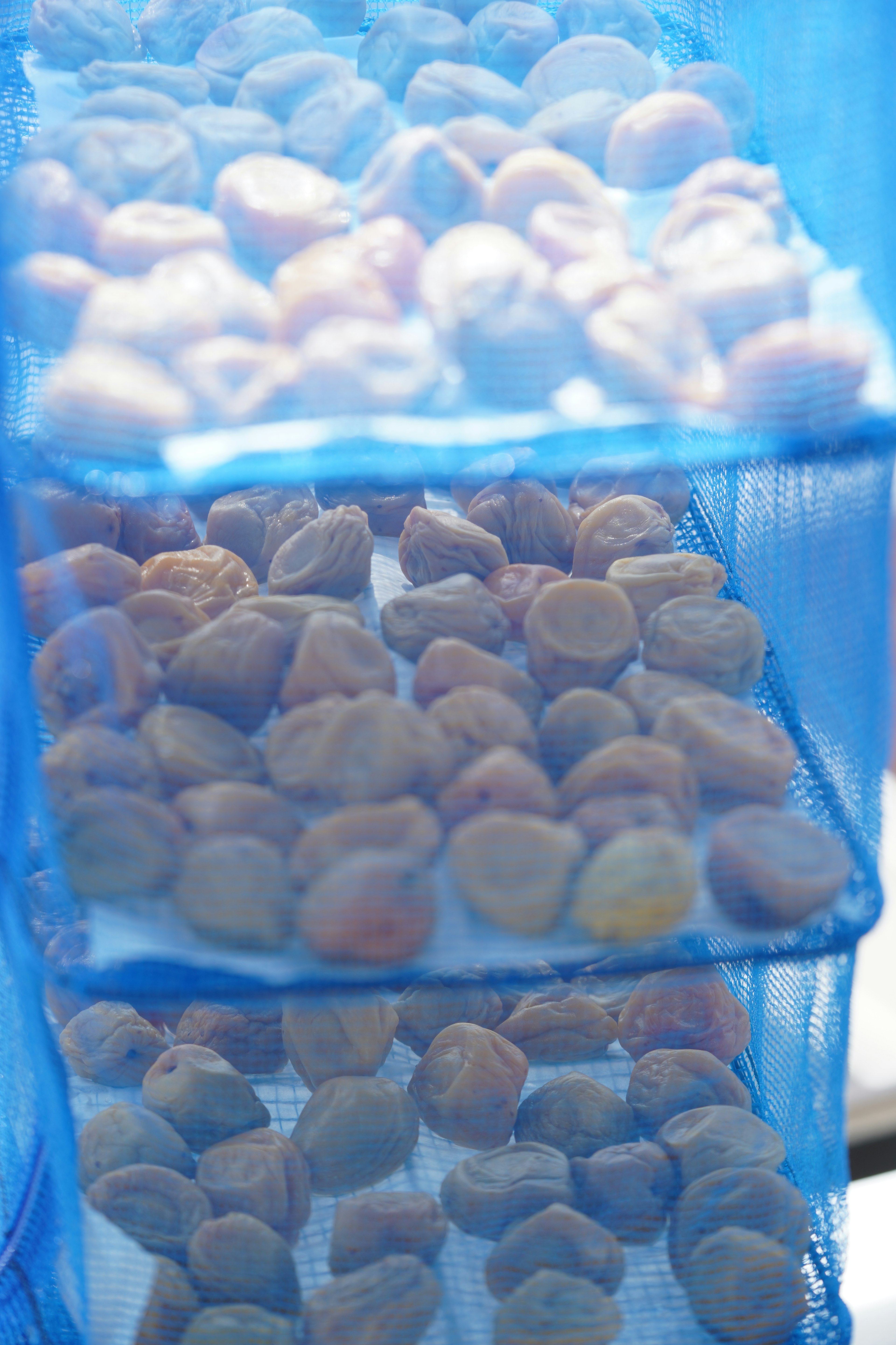 Dried plums arranged in layers within a blue mesh drying rack