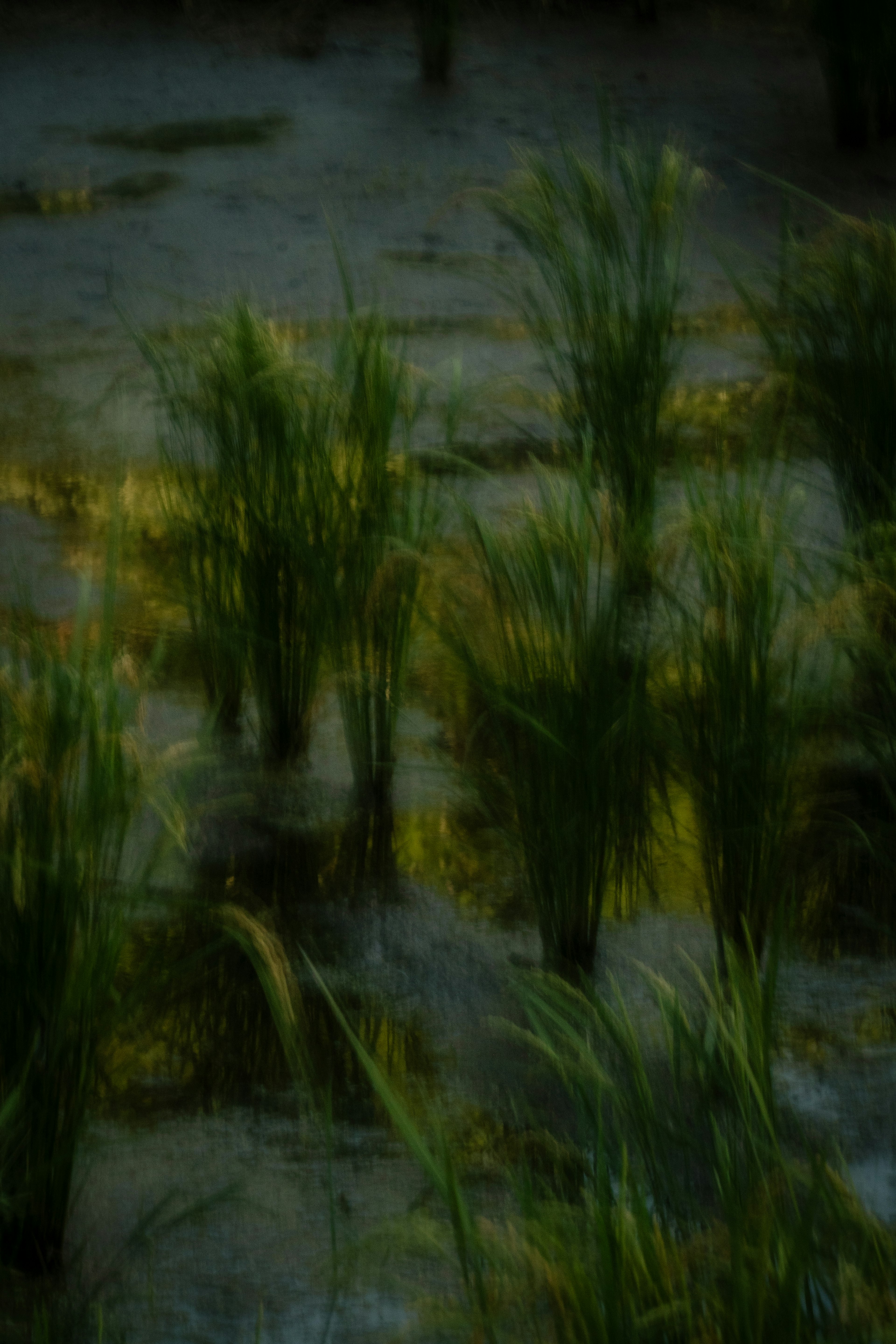 Image floue de plants de riz verts poussant dans un champ inondé sous une lumière douce