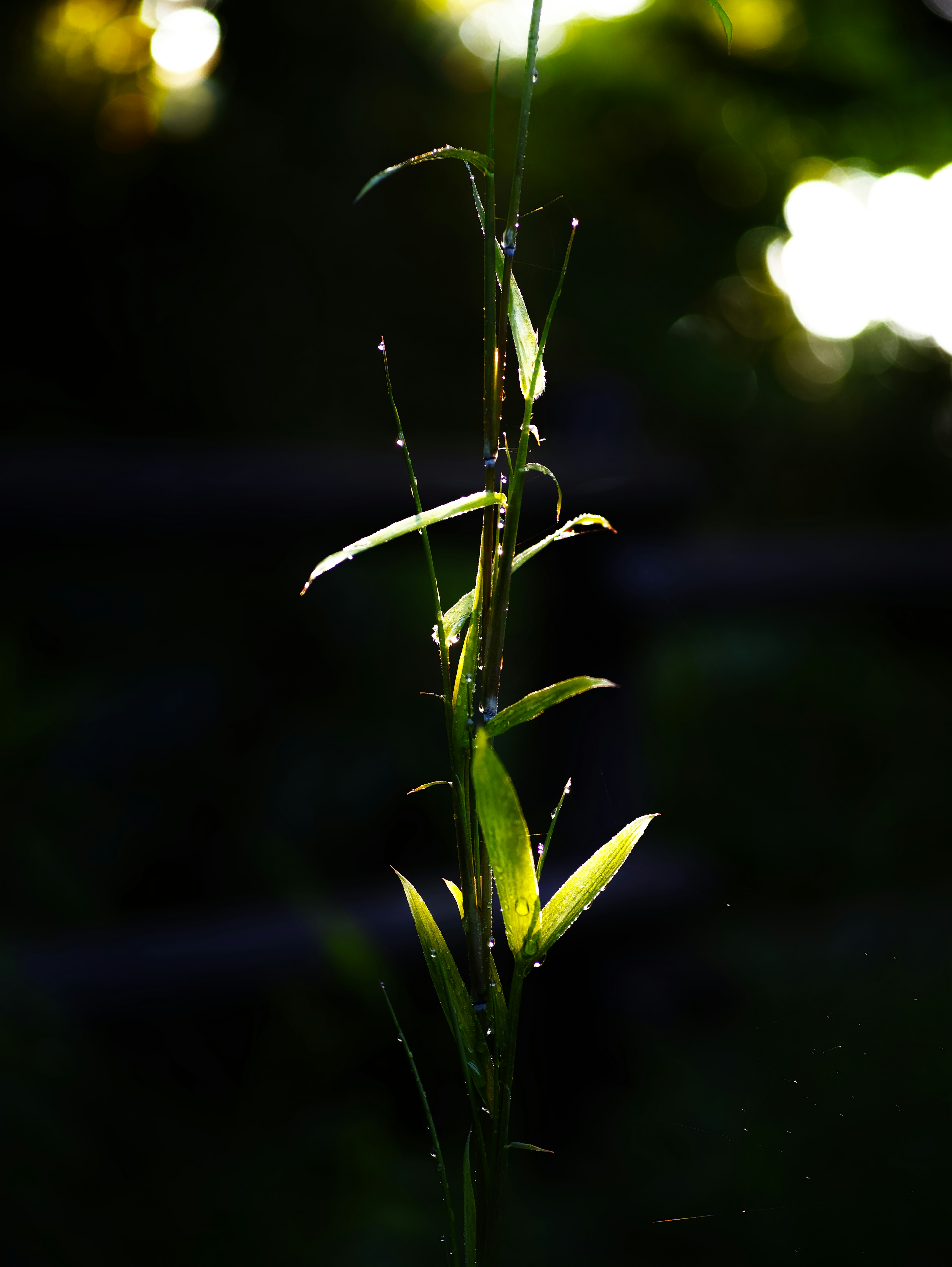 Planta verde en silueta contra un fondo iluminado