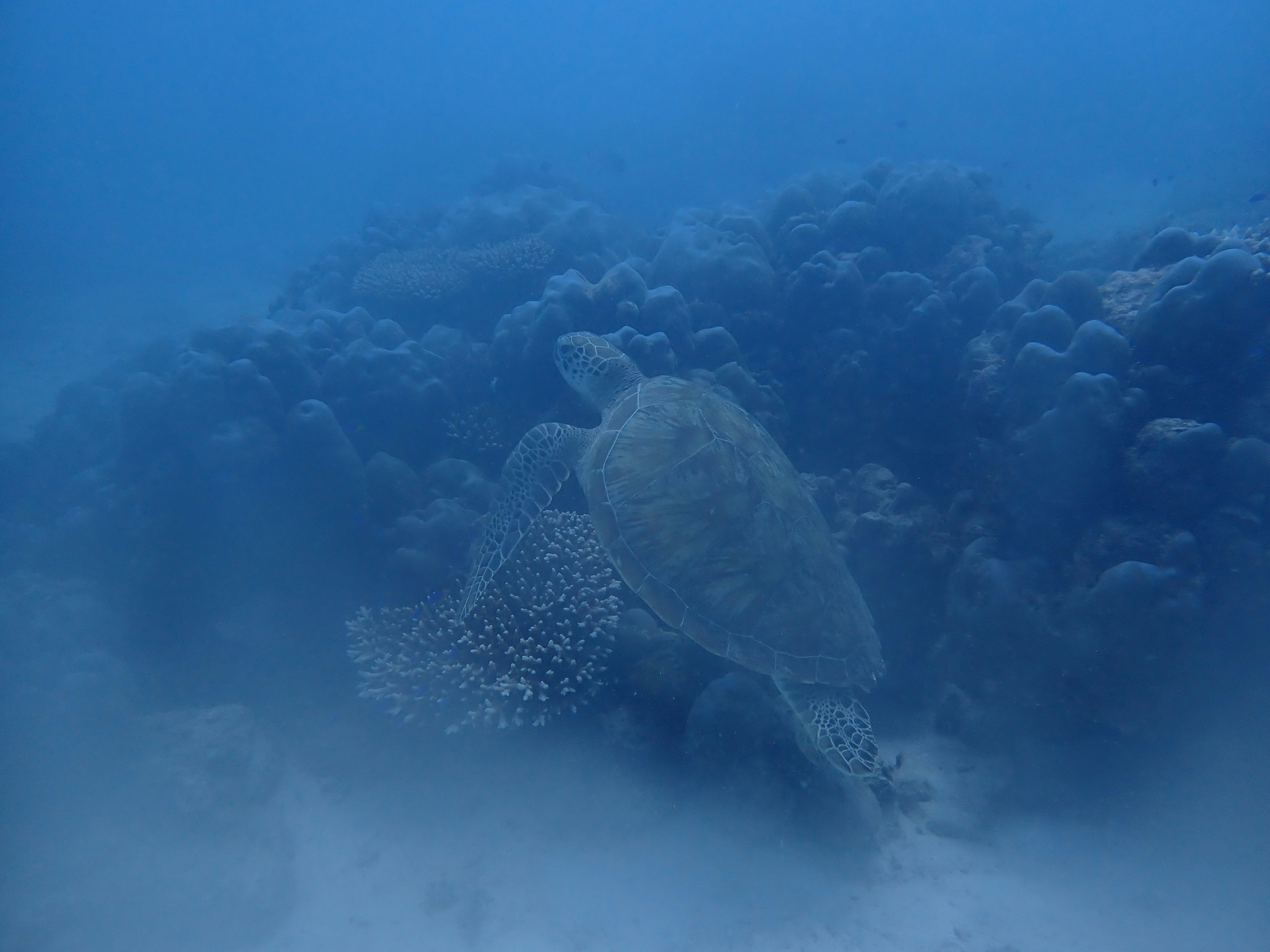 Seekor penyu laut berenang di dekat terumbu karang dalam pemandangan bawah laut biru