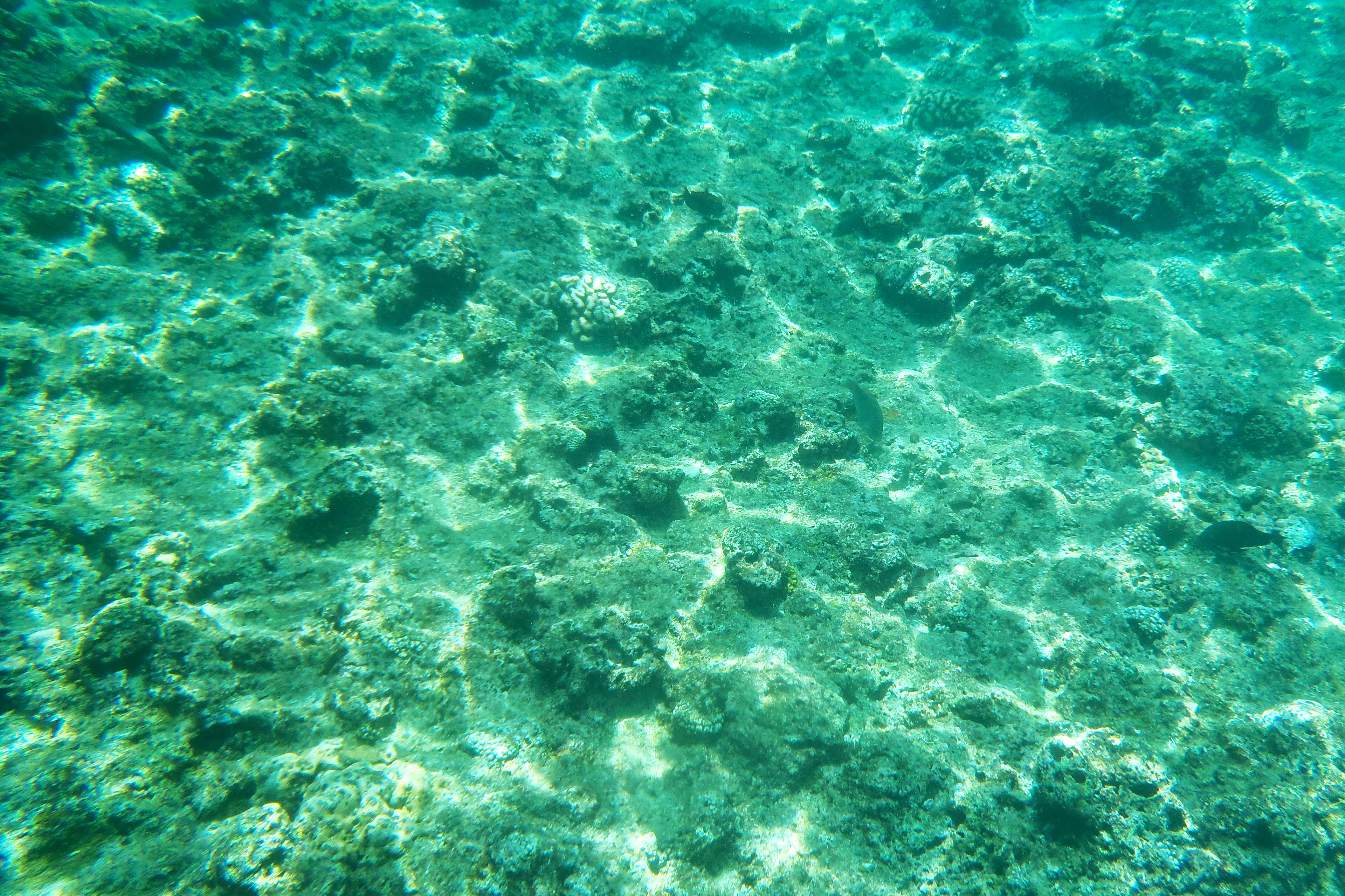 Clear underwater scene showing coral reef and sandy ocean floor