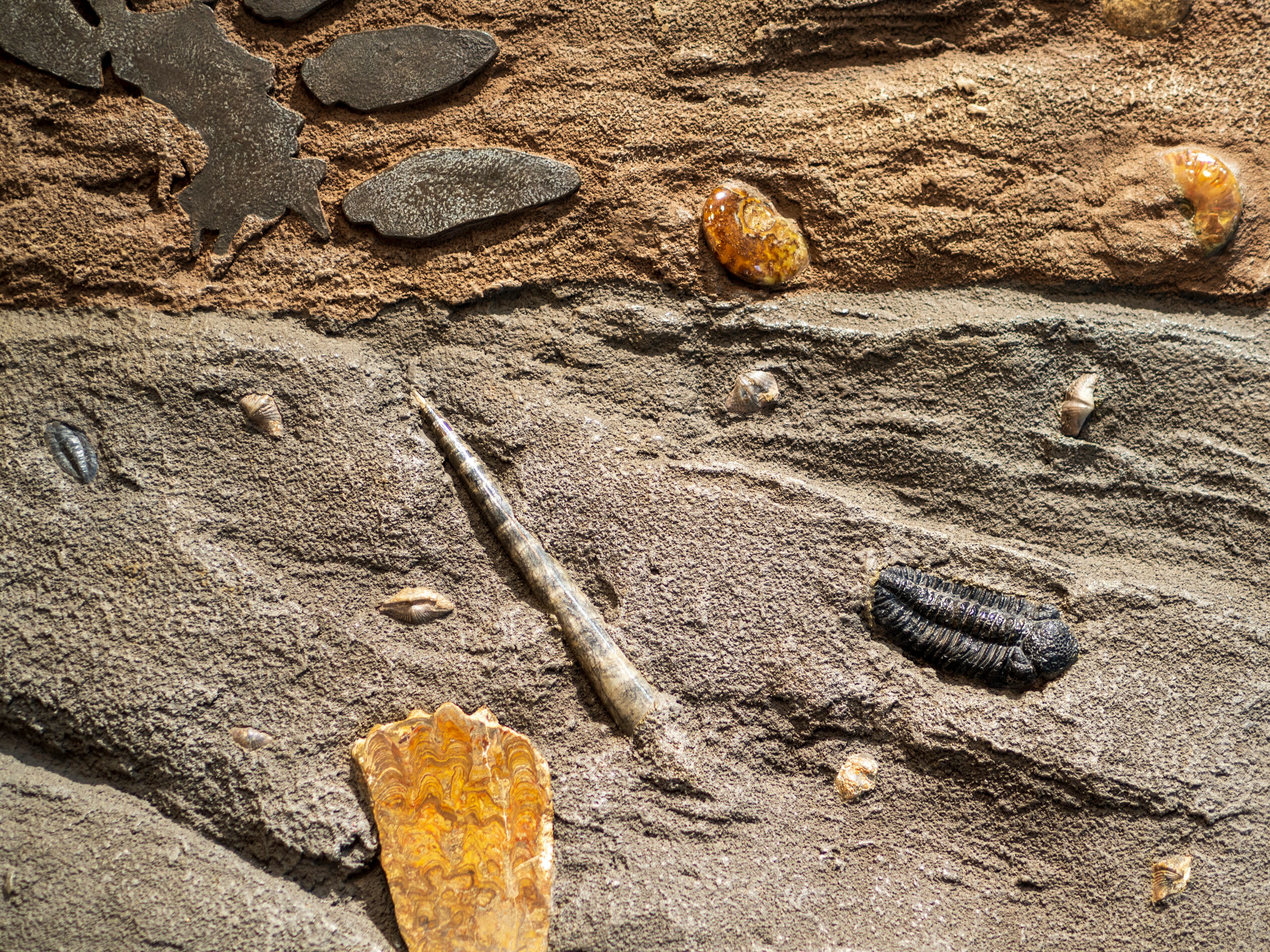 Fossils embedded in the surface of a rock