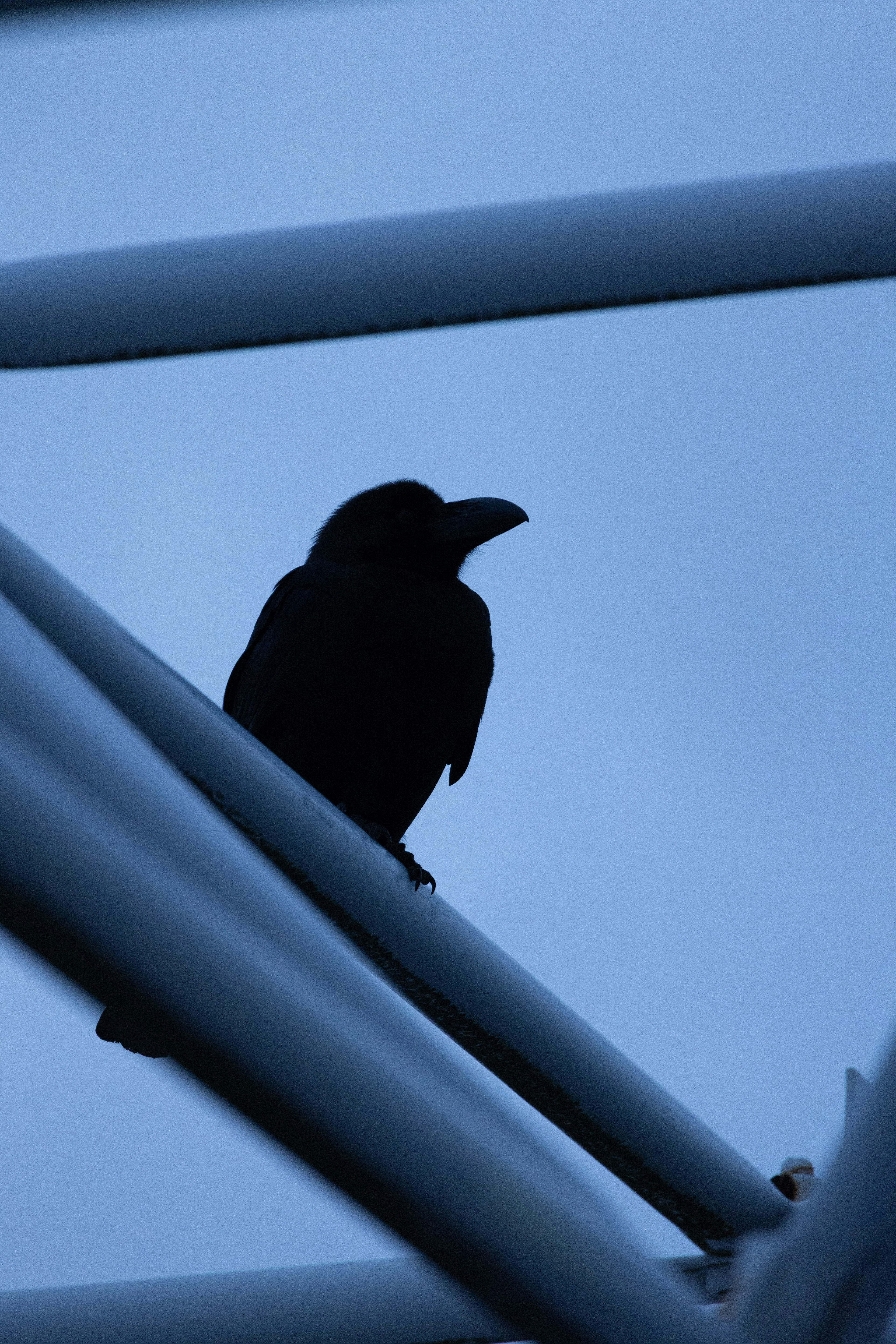 青い背景にシルエットのカラスが金属の構造物に止まっている