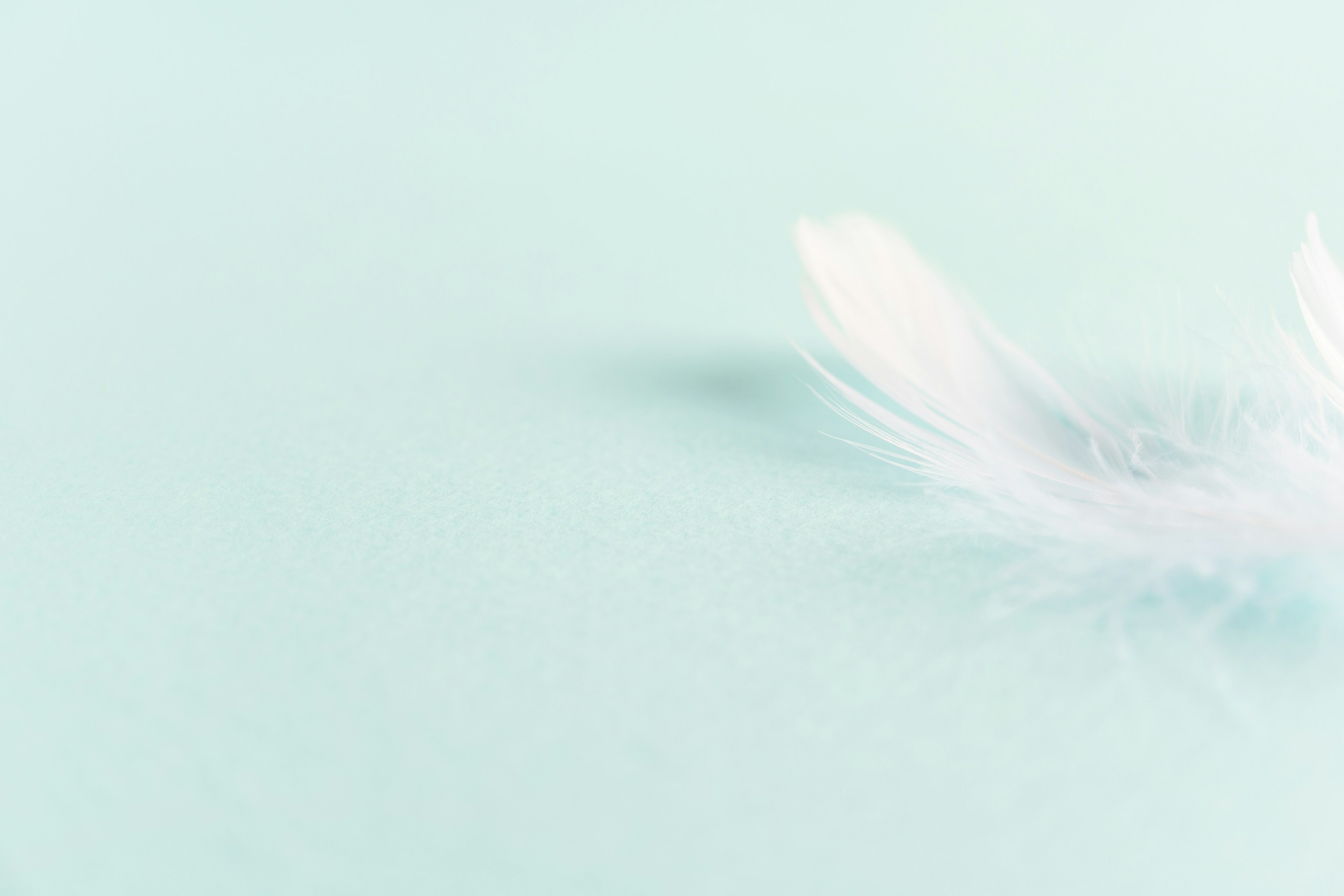 A soft white feather resting on a light blue background