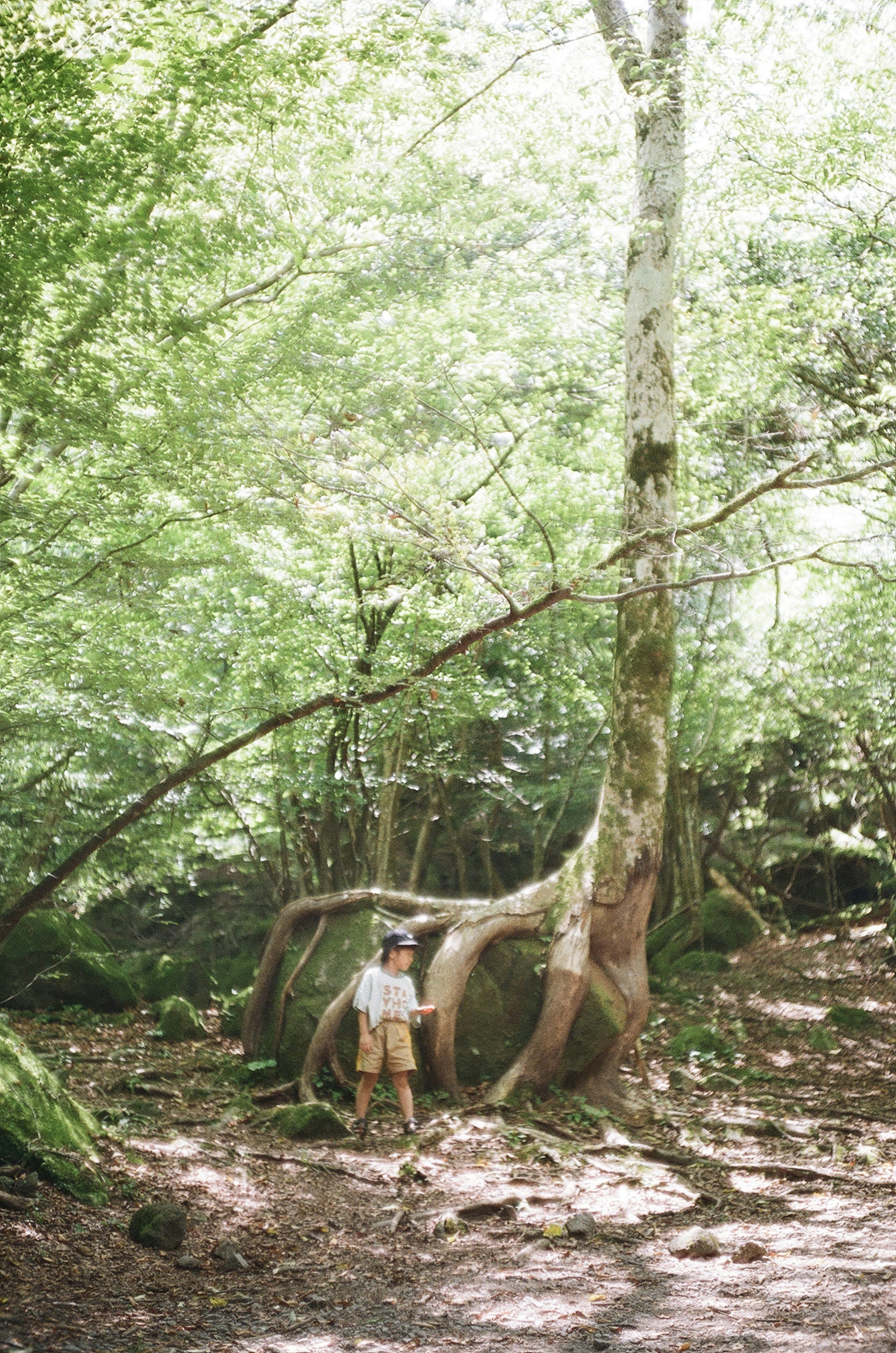 Persona in piedi accanto a una grande radice d'albero in una foresta verdeggiante