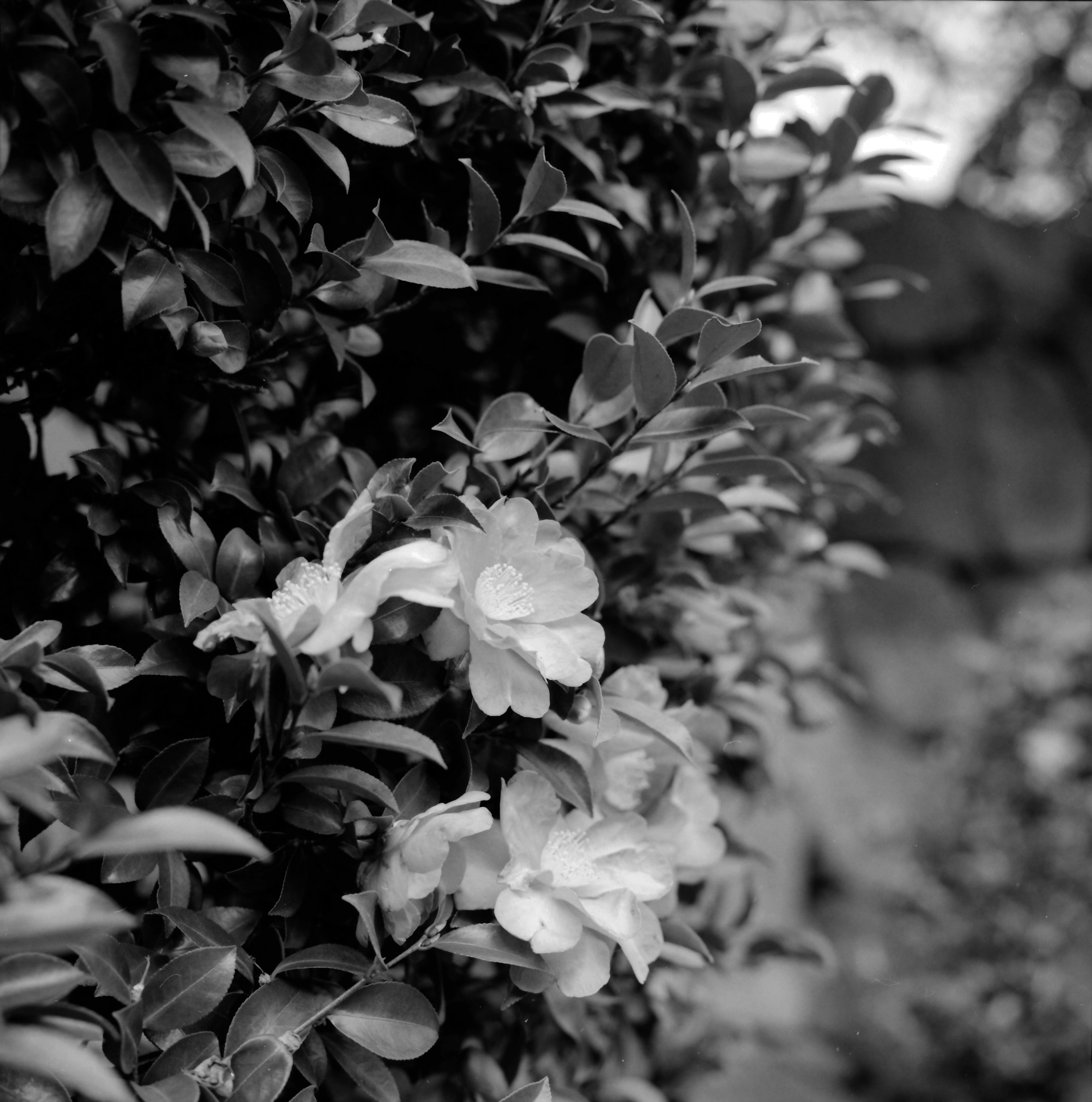 Primer plano de una planta con flores blancas y hojas verdes