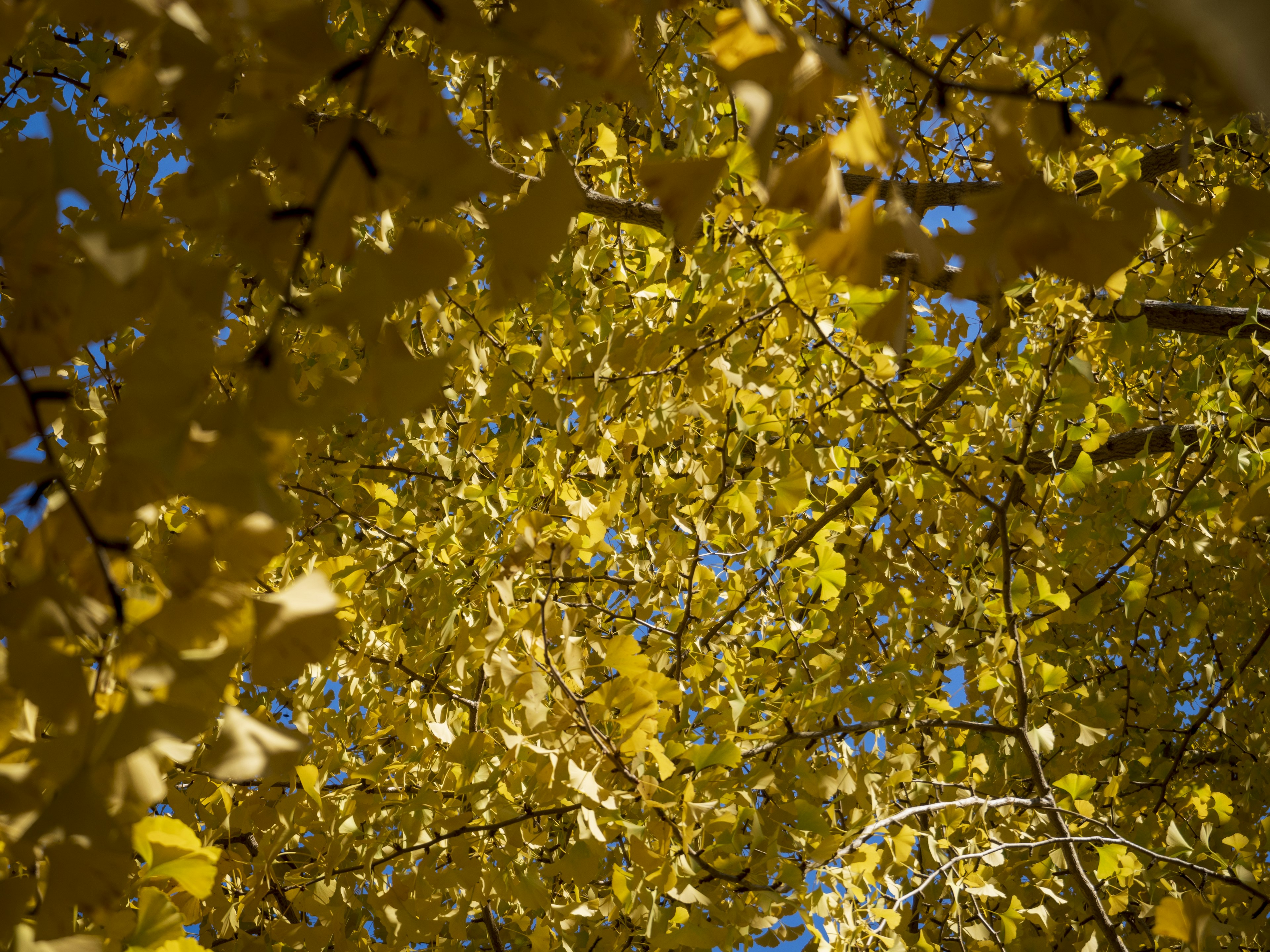 Feuilles jaunes sur des branches sous un ciel bleu