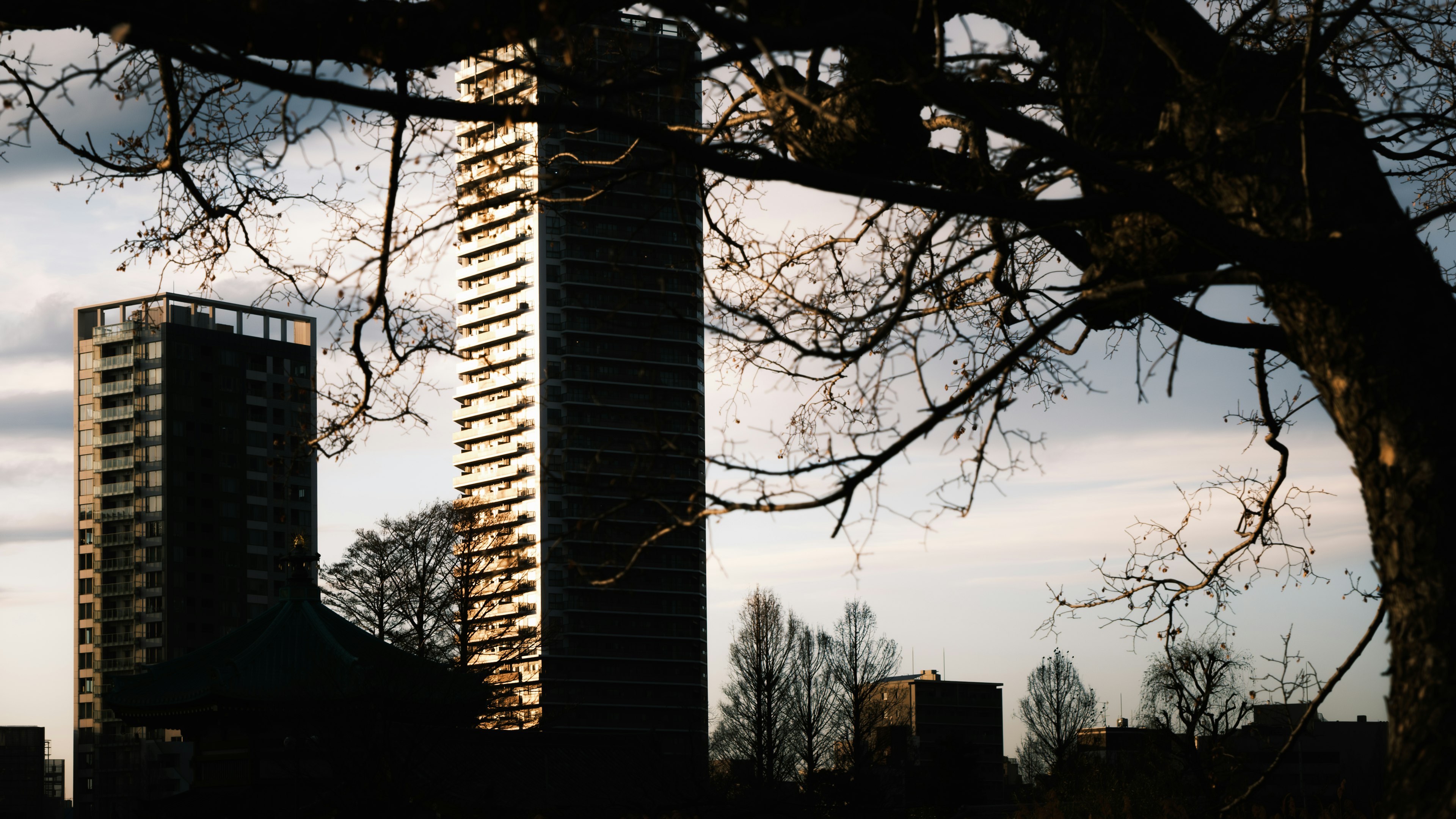 Silhouette of skyscrapers against a twilight sky with tree branches