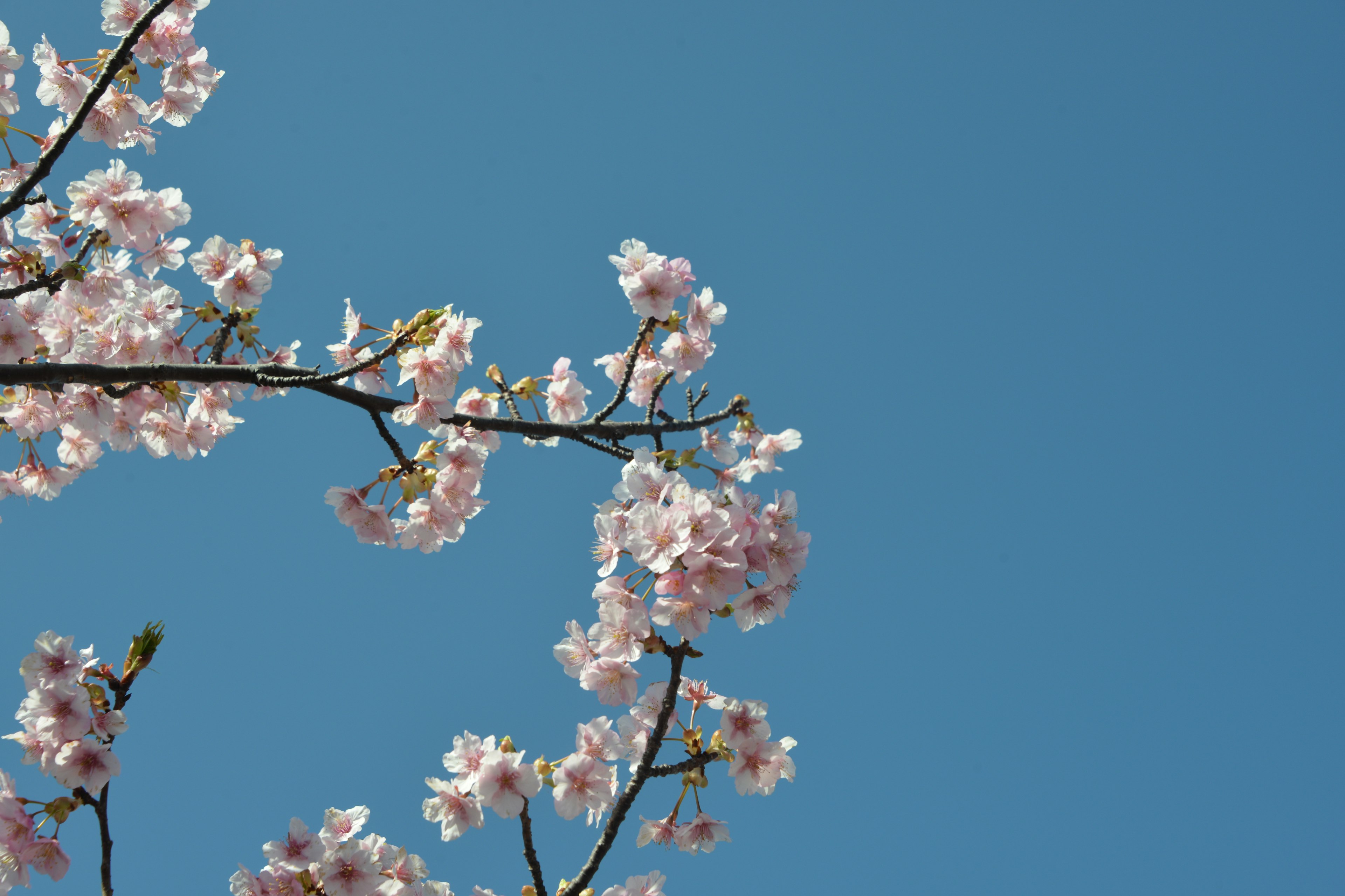 Cabang bunga sakura di langit biru