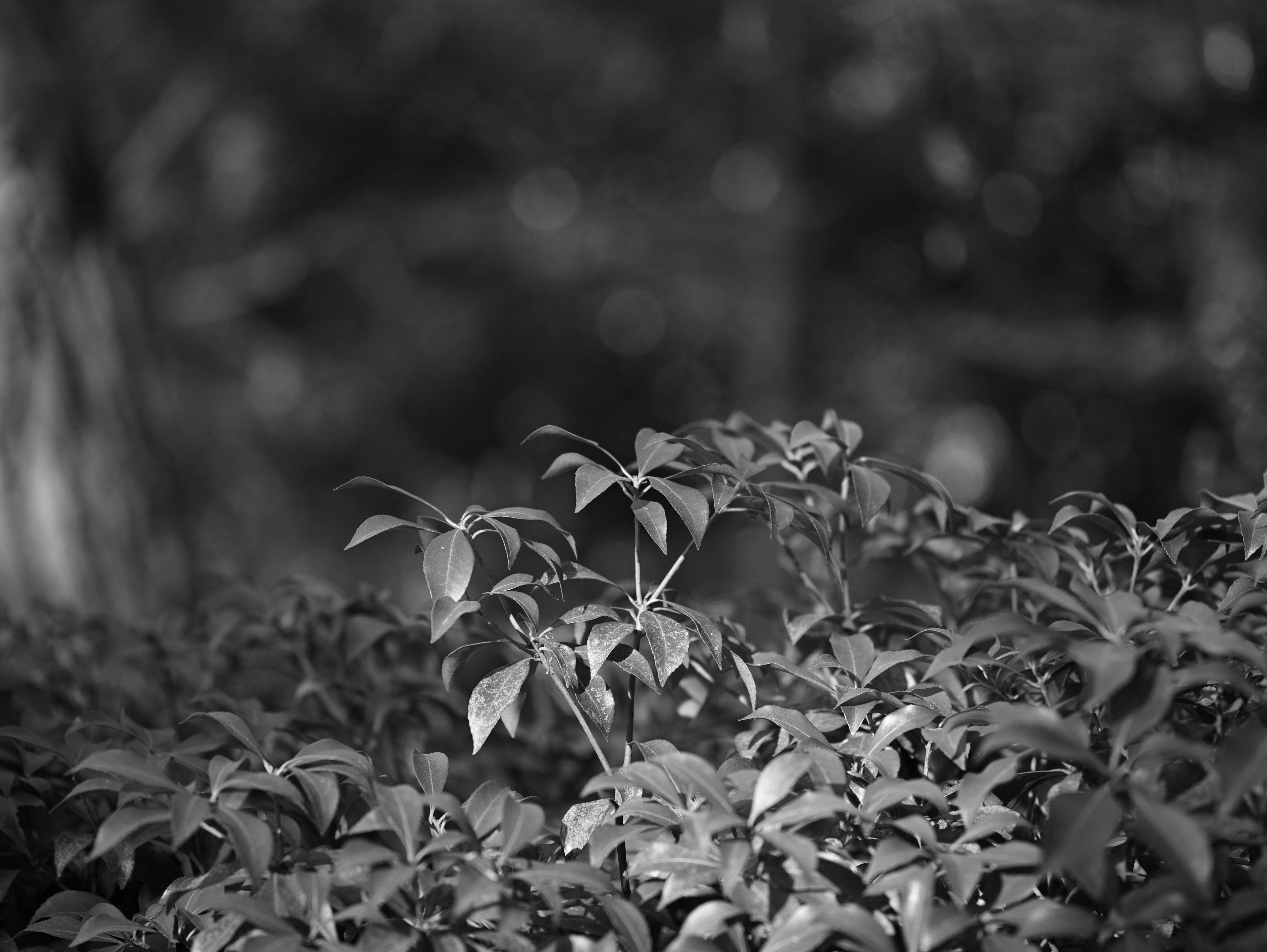 Black and white image featuring leaves with blurred background trees