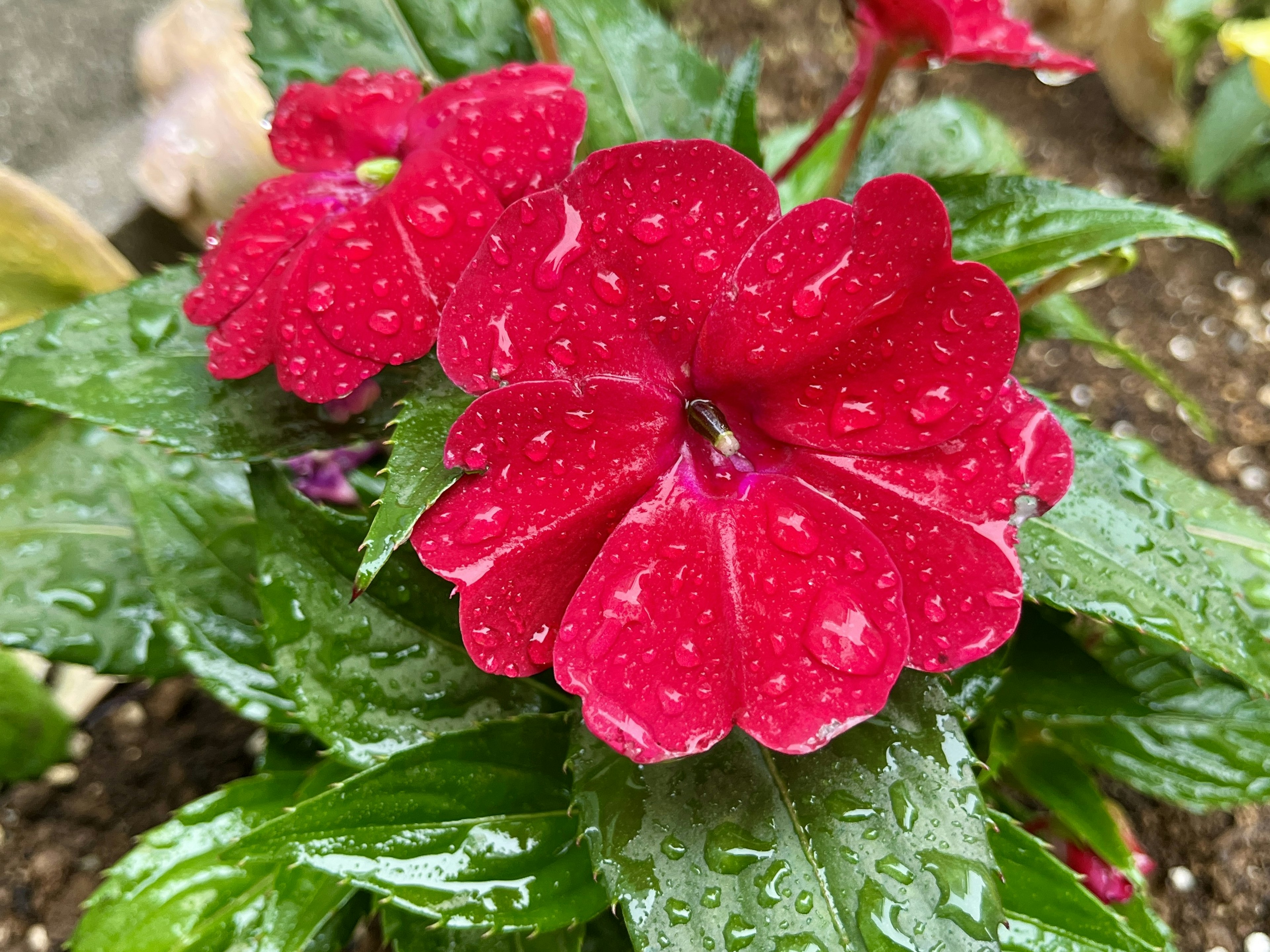 Fiore di impatiens rosso con gocce d'acqua e foglie verdi