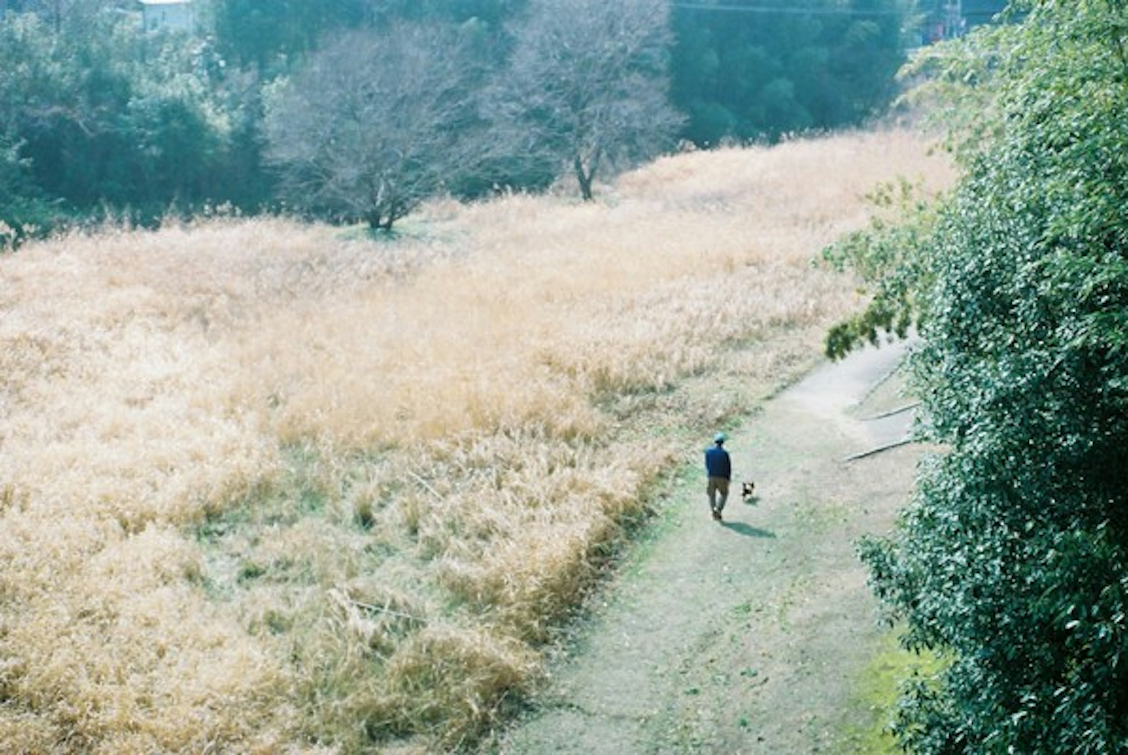 A person walking a dog in a grassy field