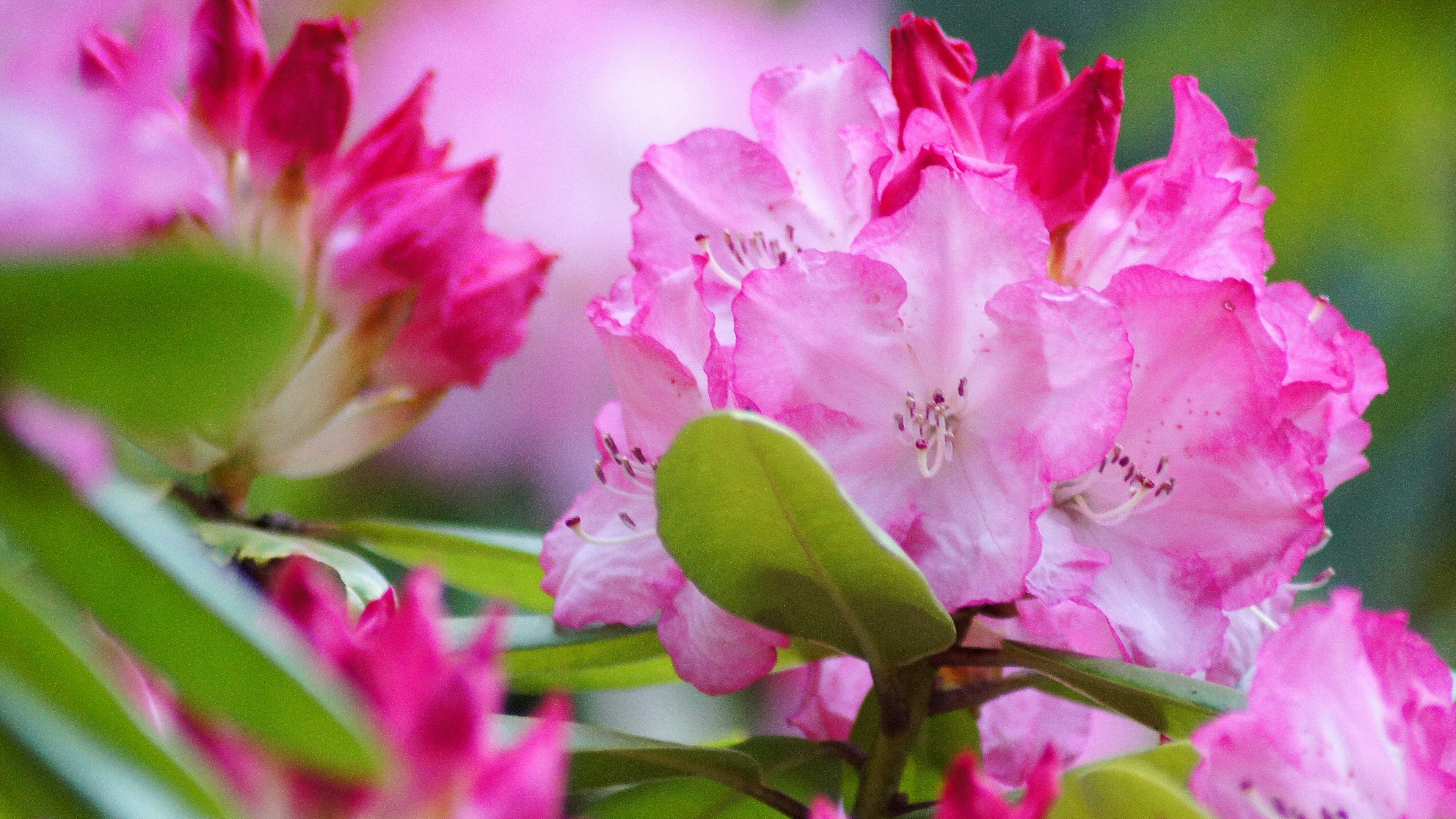 Primo piano di fiori di rododendro rosa vivaci