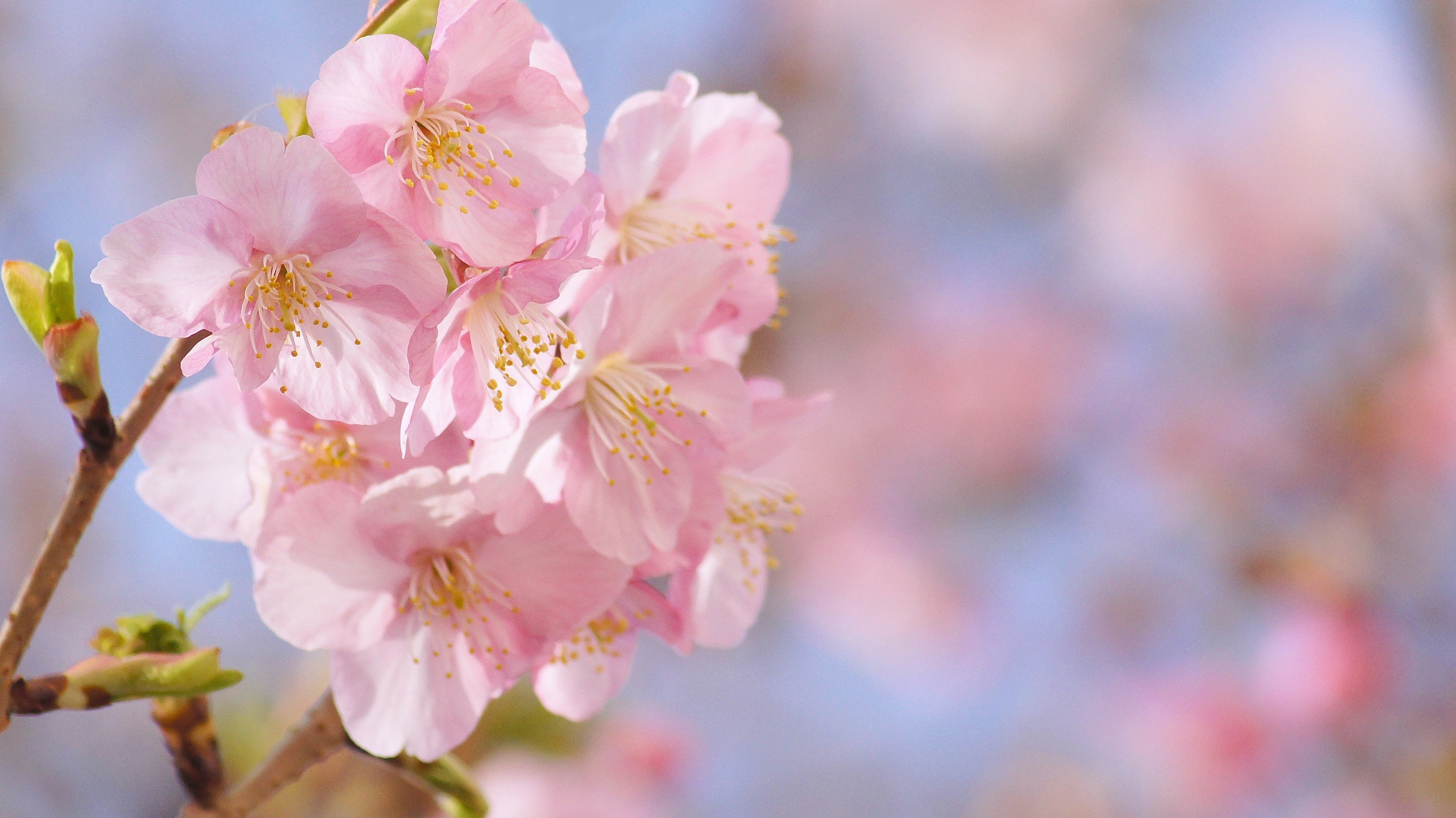 Wunderschönes Bild von Kirschblüten vor blauem Himmel