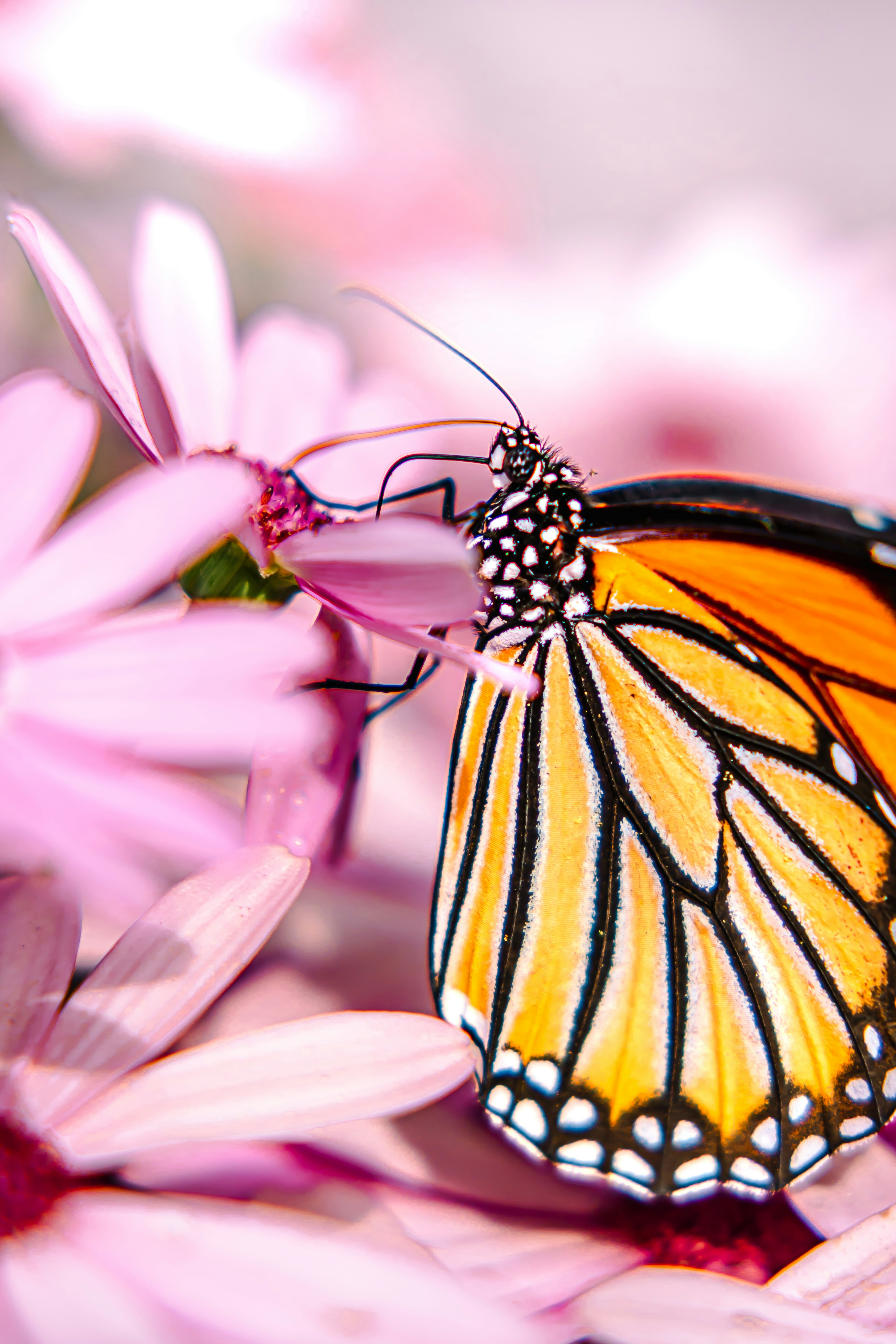 Una vivace farfalla monarca arancione posata su fiori rosa