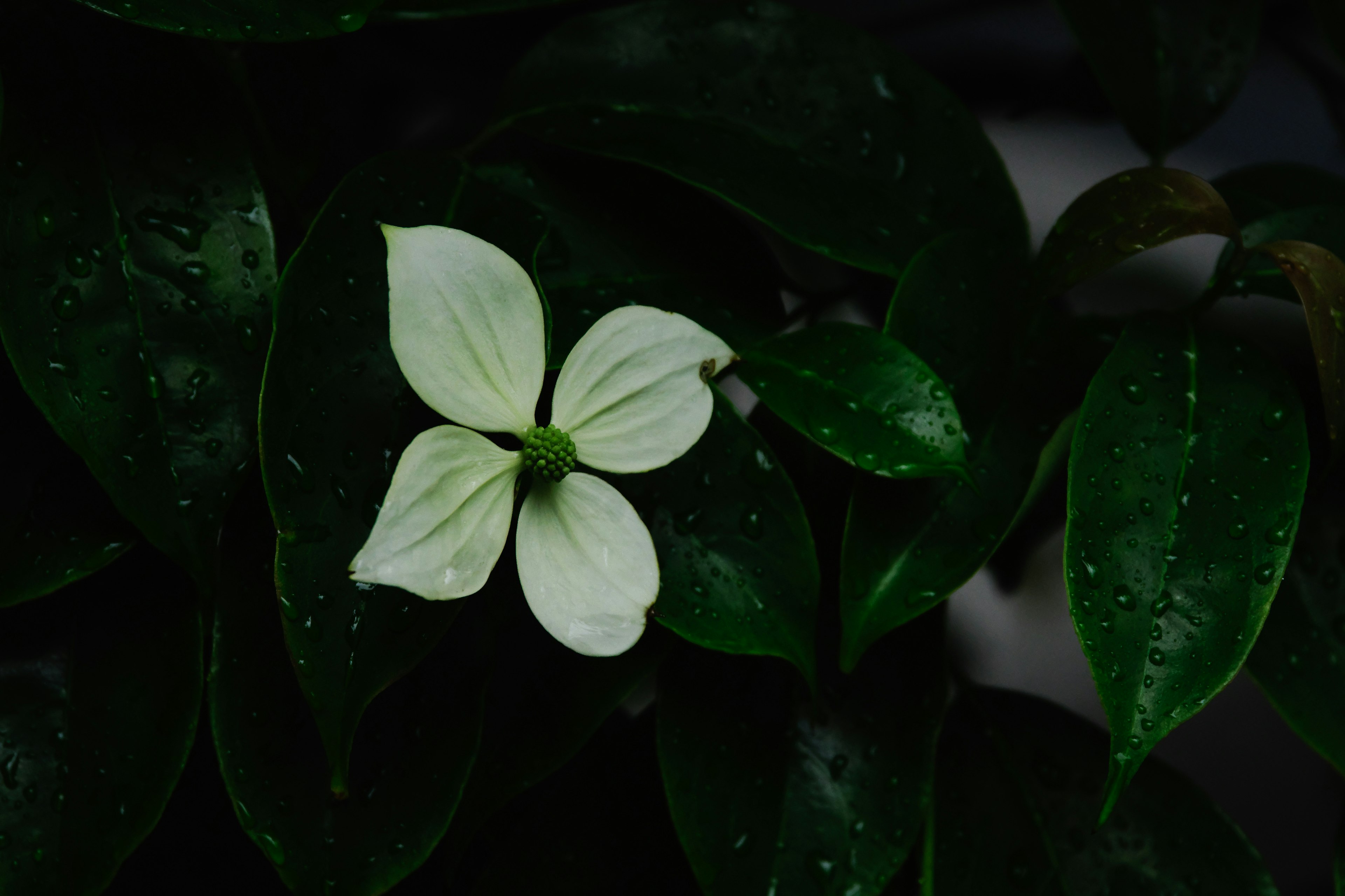 Close-up bunga putih yang mekar di antara daun hijau