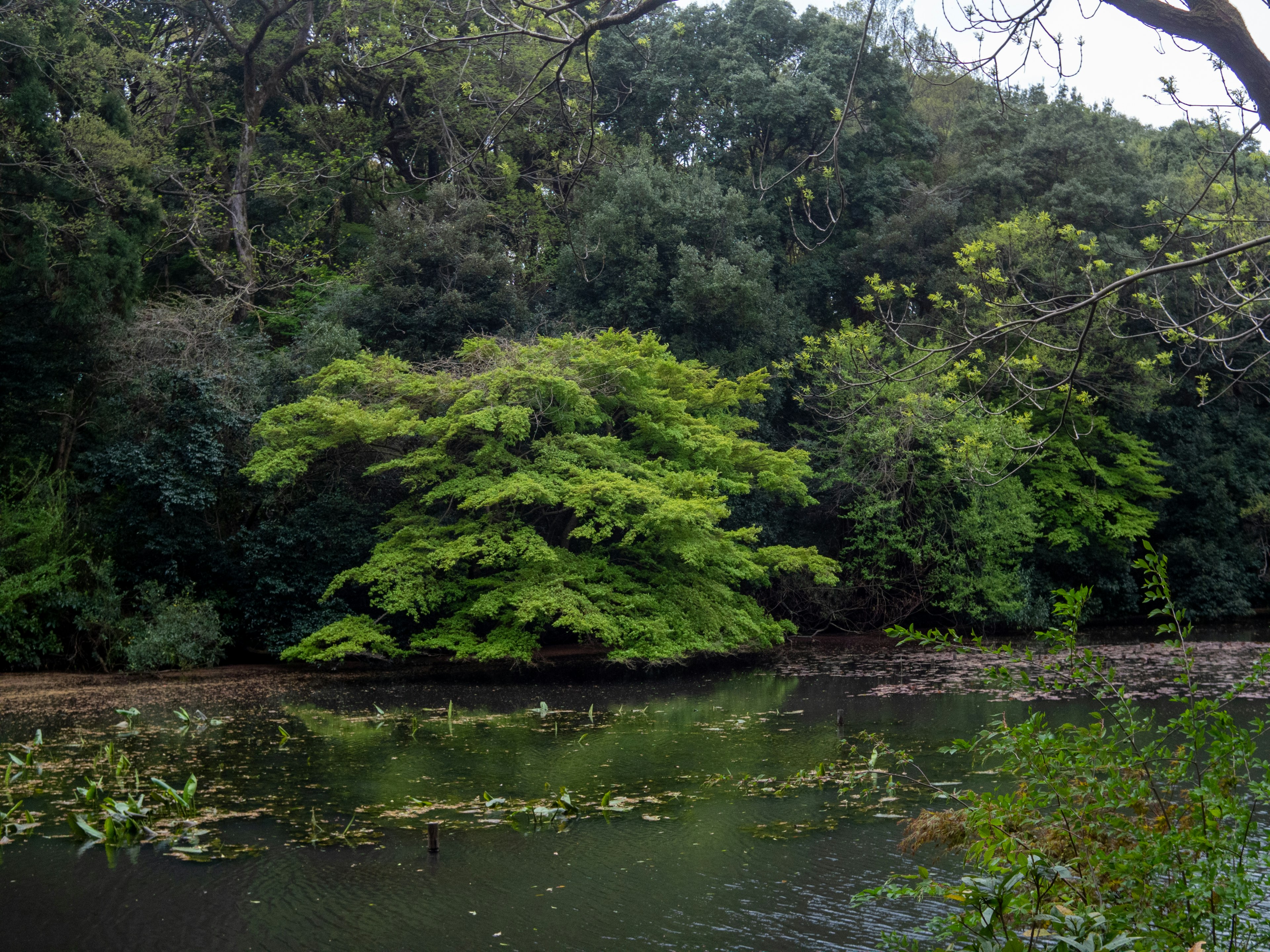 Kolam tenang dikelilingi pepohonan hijau subur