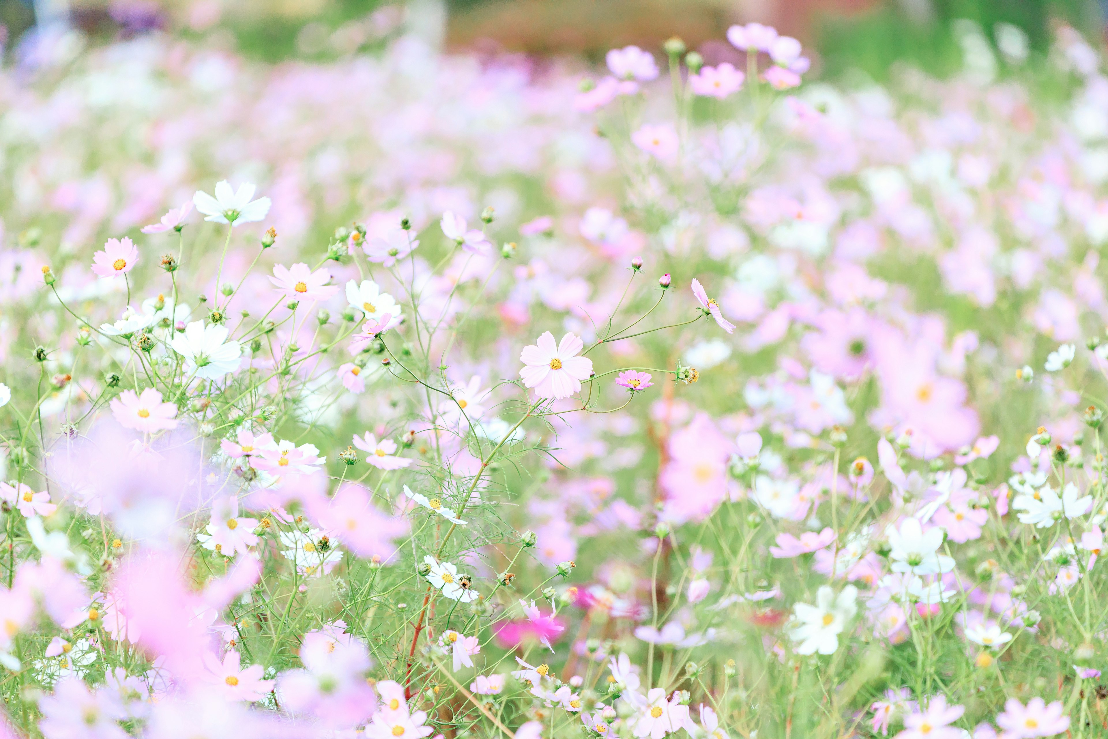 Un campo de flores coloridas en flor