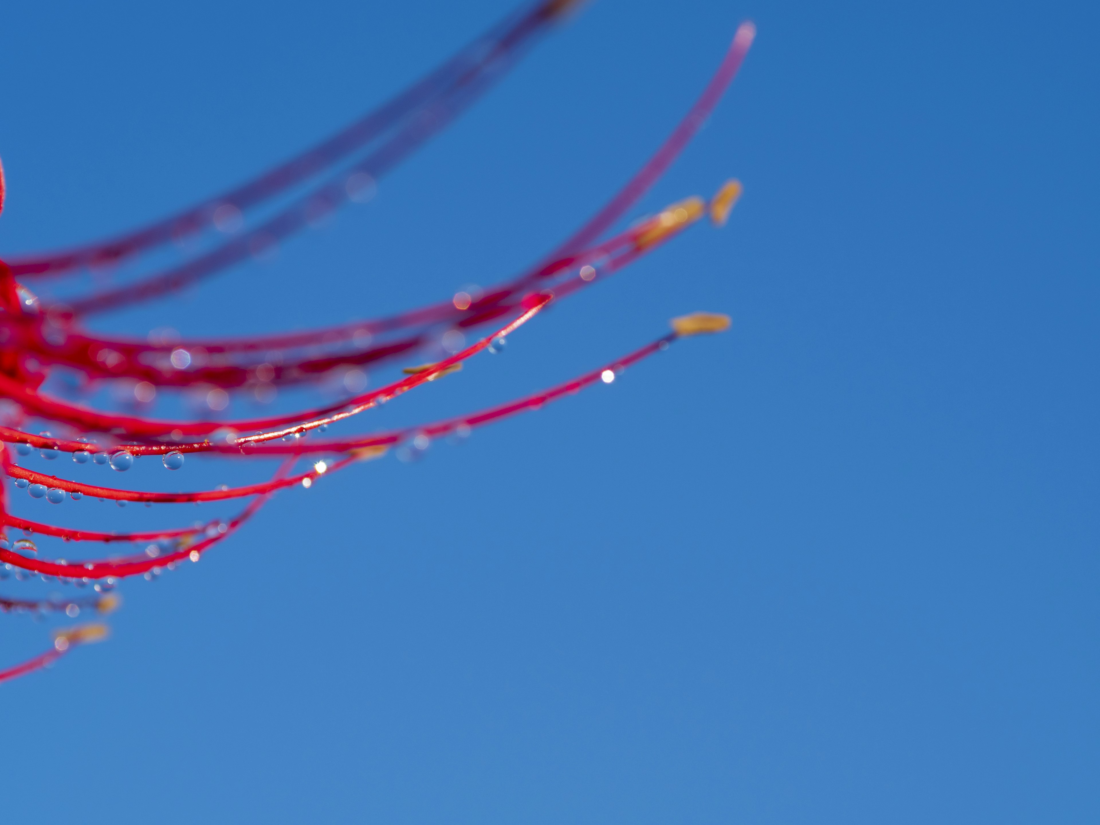 青い空を背景にした赤い花の細長い花弁