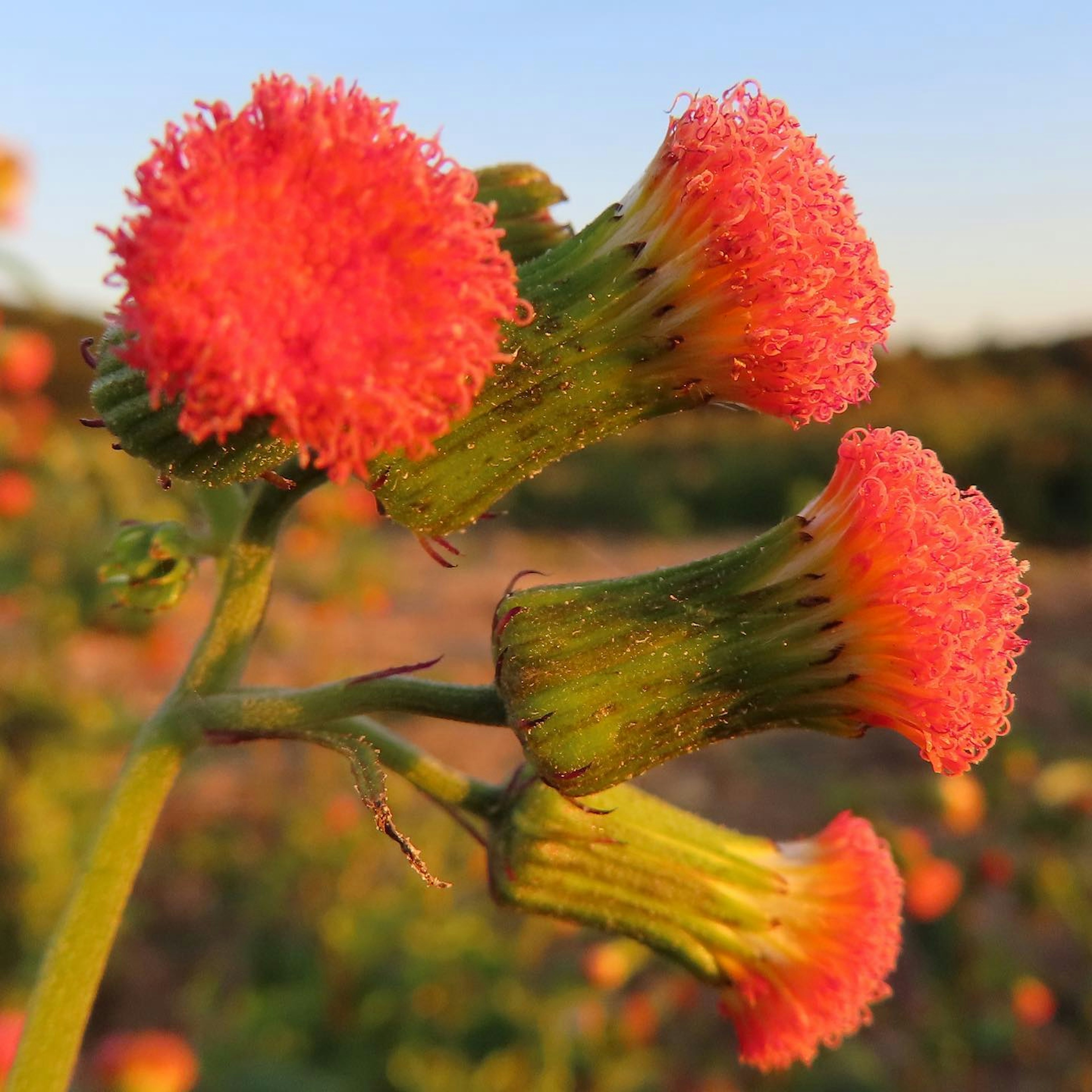 Fiori arancioni vivaci che fioriscono in un campo