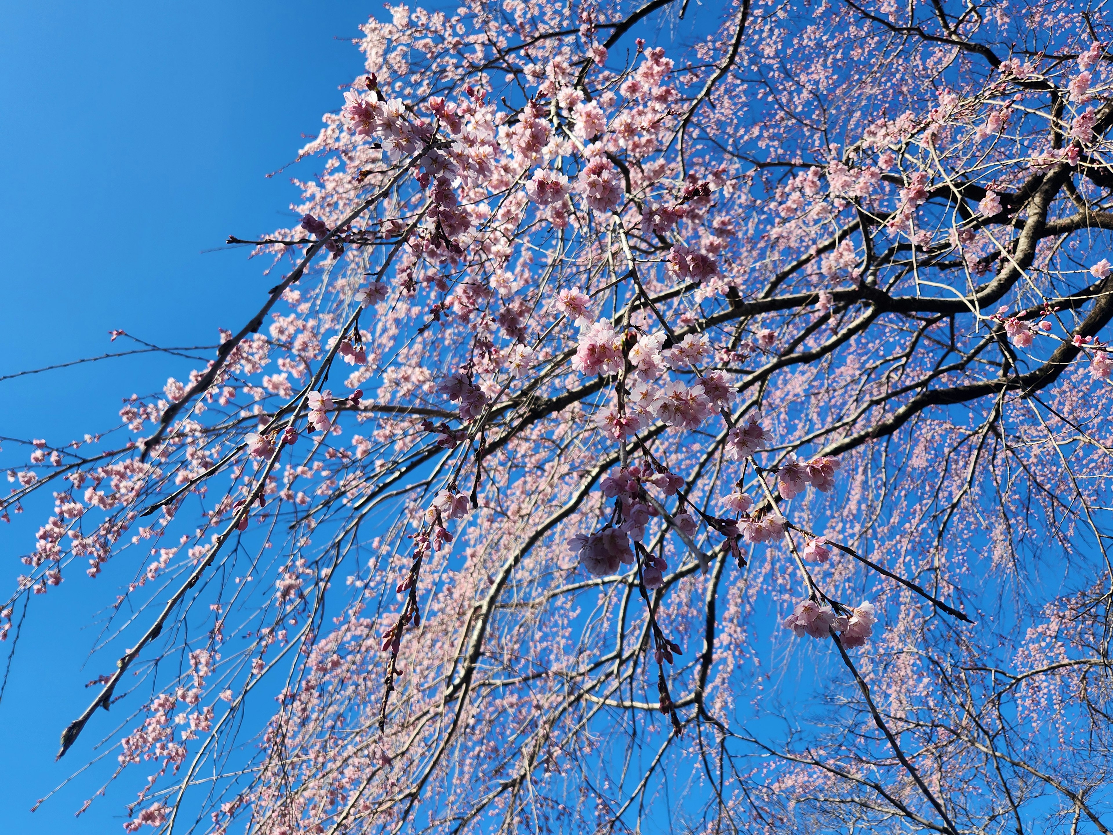 Branches of cherry blossoms under a blue sky