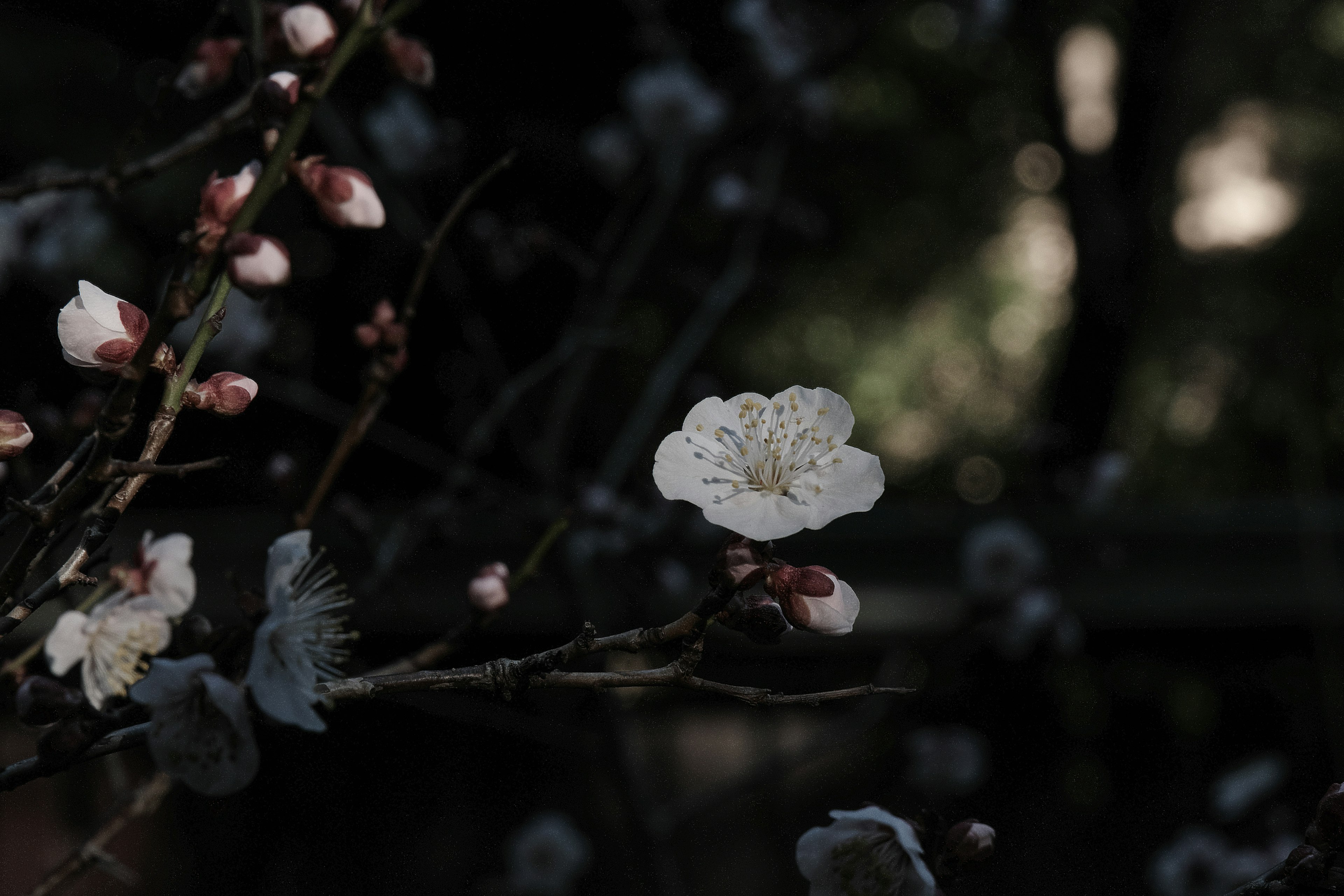 Rama de ciruelo con flores blancas y botones sobre un fondo oscuro