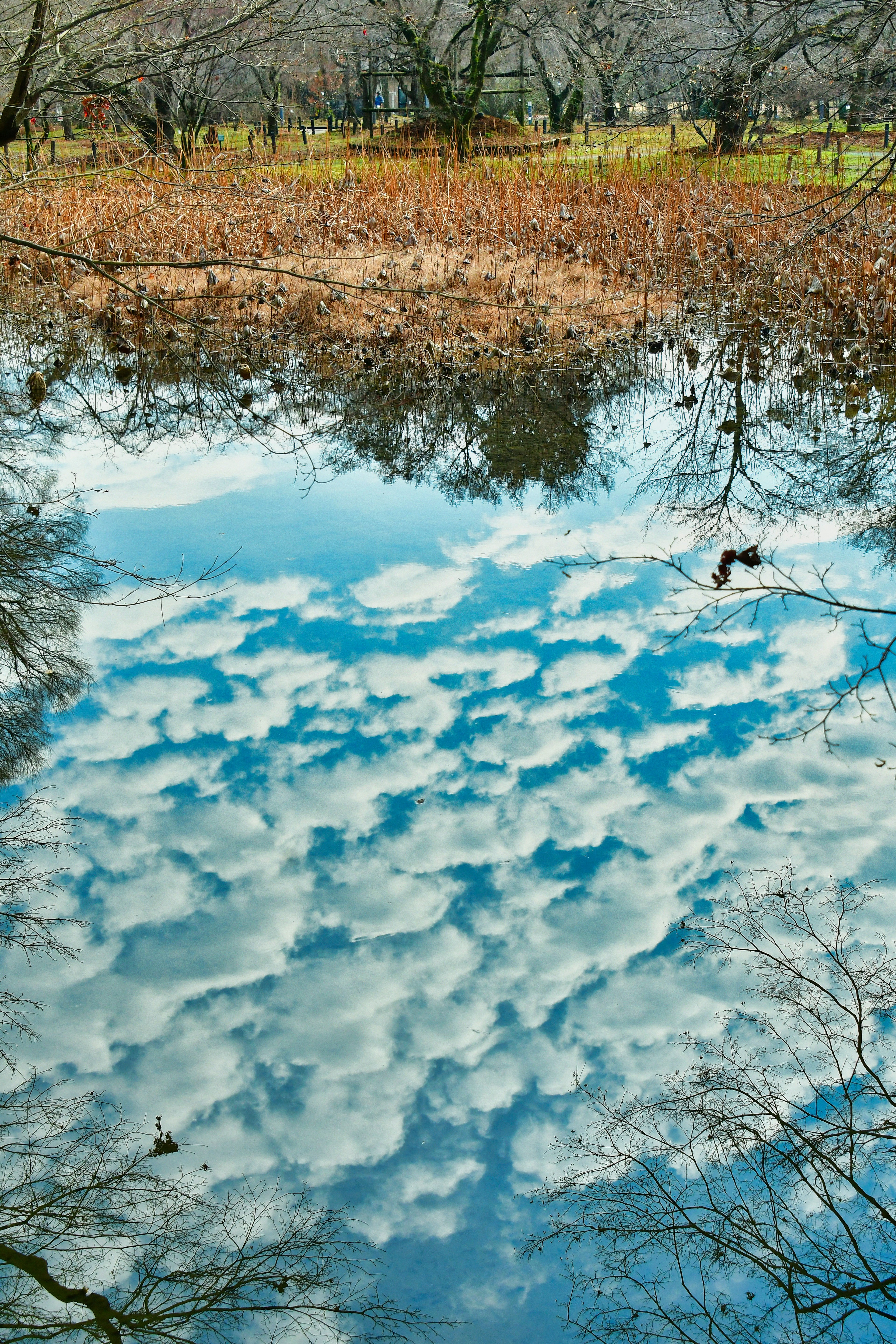 A tranquil pond reflecting fluffy clouds in a blue sky