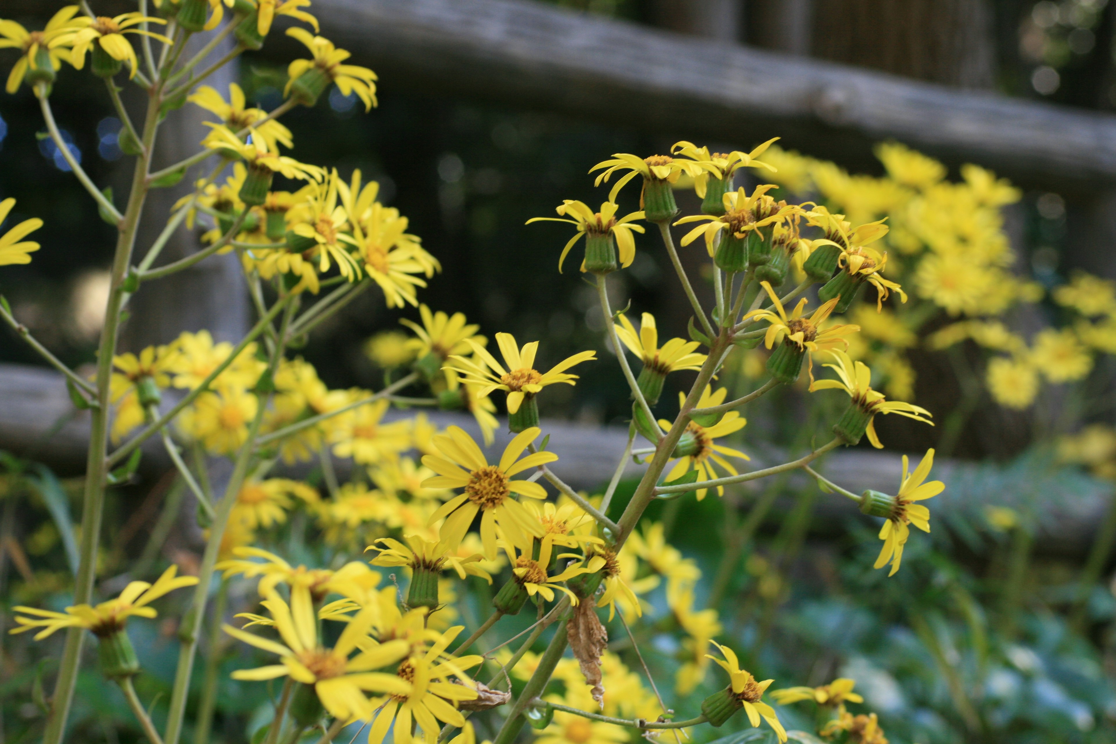 Gros plan de fleurs jaunes en fleurs avec un arrière-plan de clôture en bois