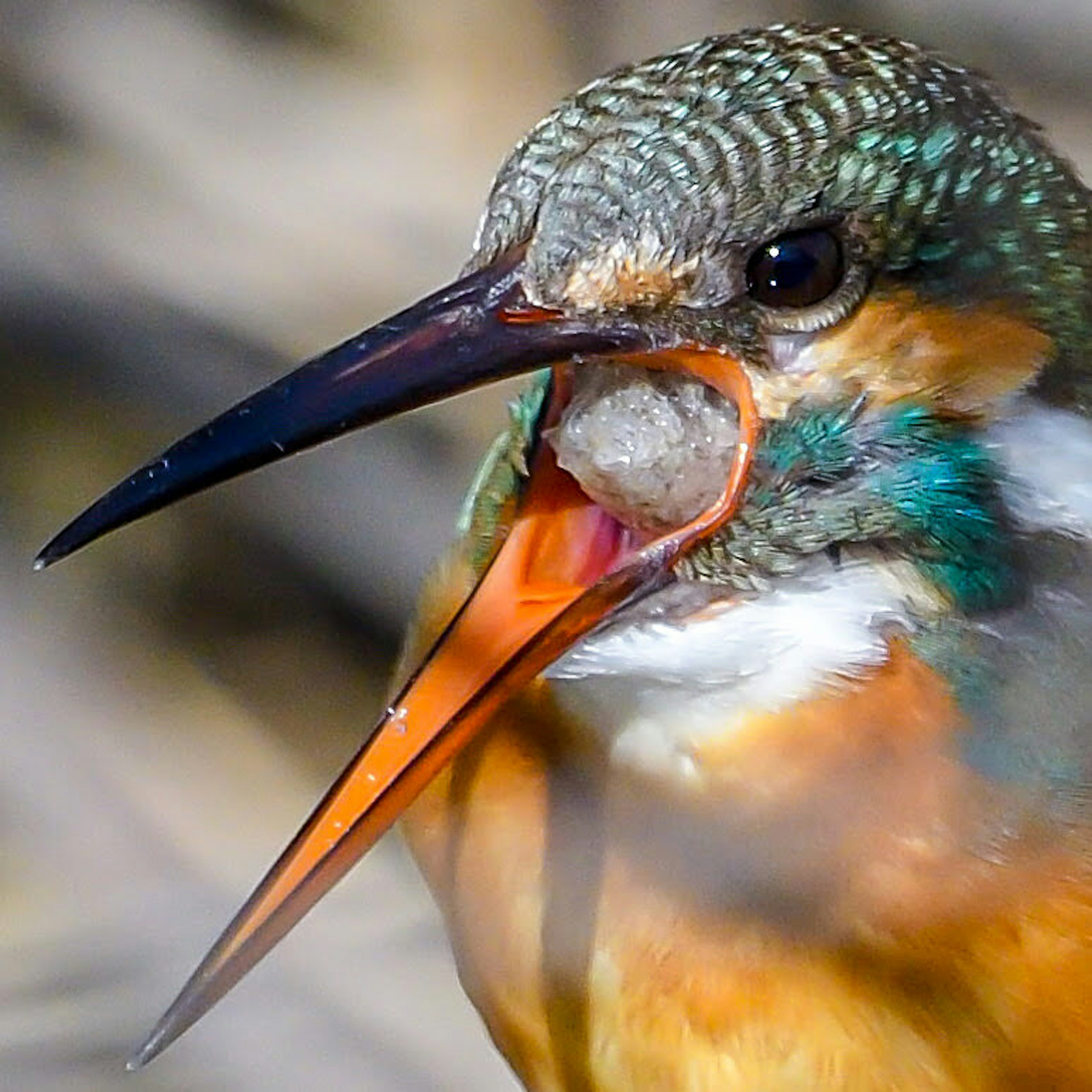 Ein lebhafter Eisvogel mit offenem Schnabel