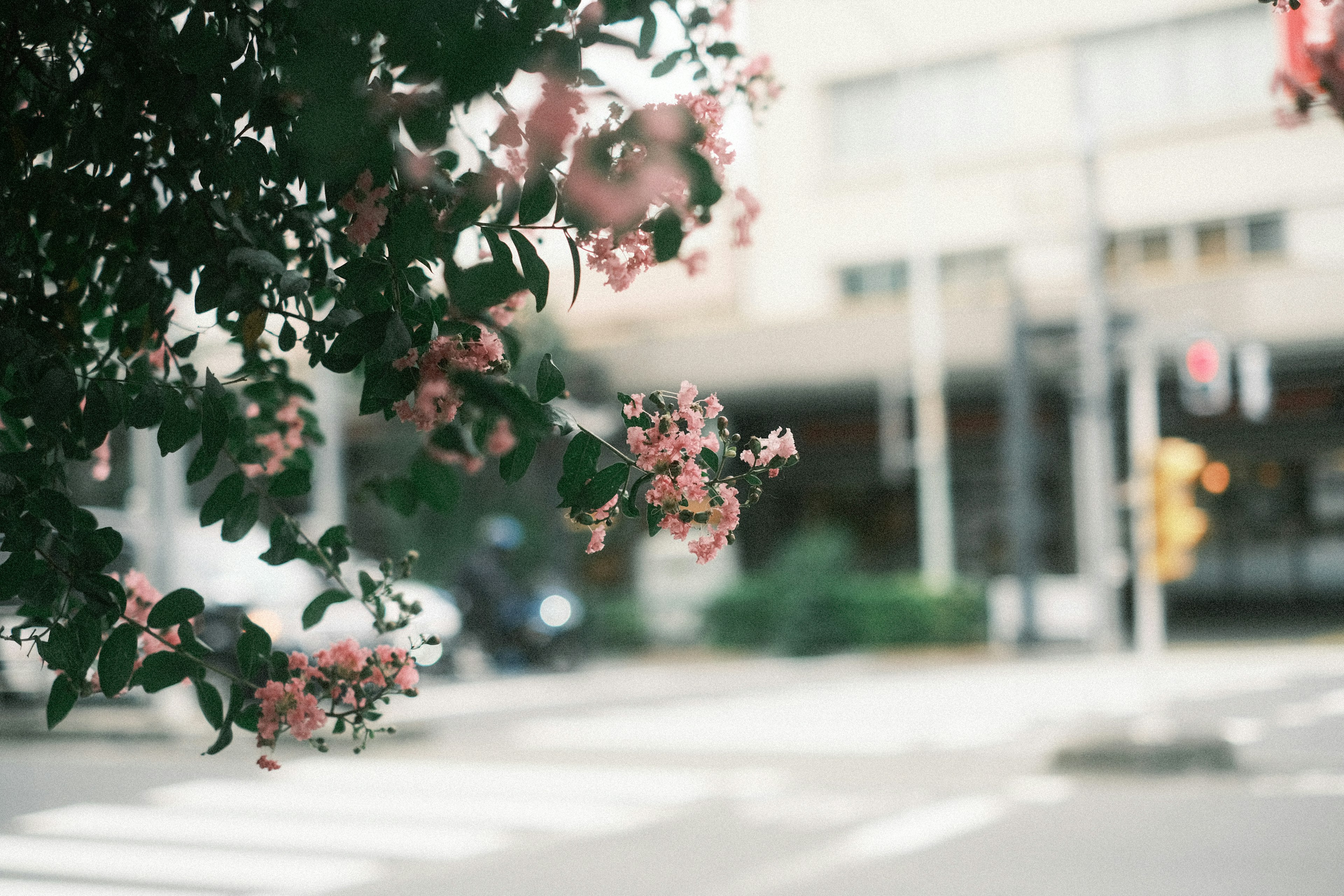 花が咲いた木の枝が道路の近くにあり、背景には建物がぼんやりと見える