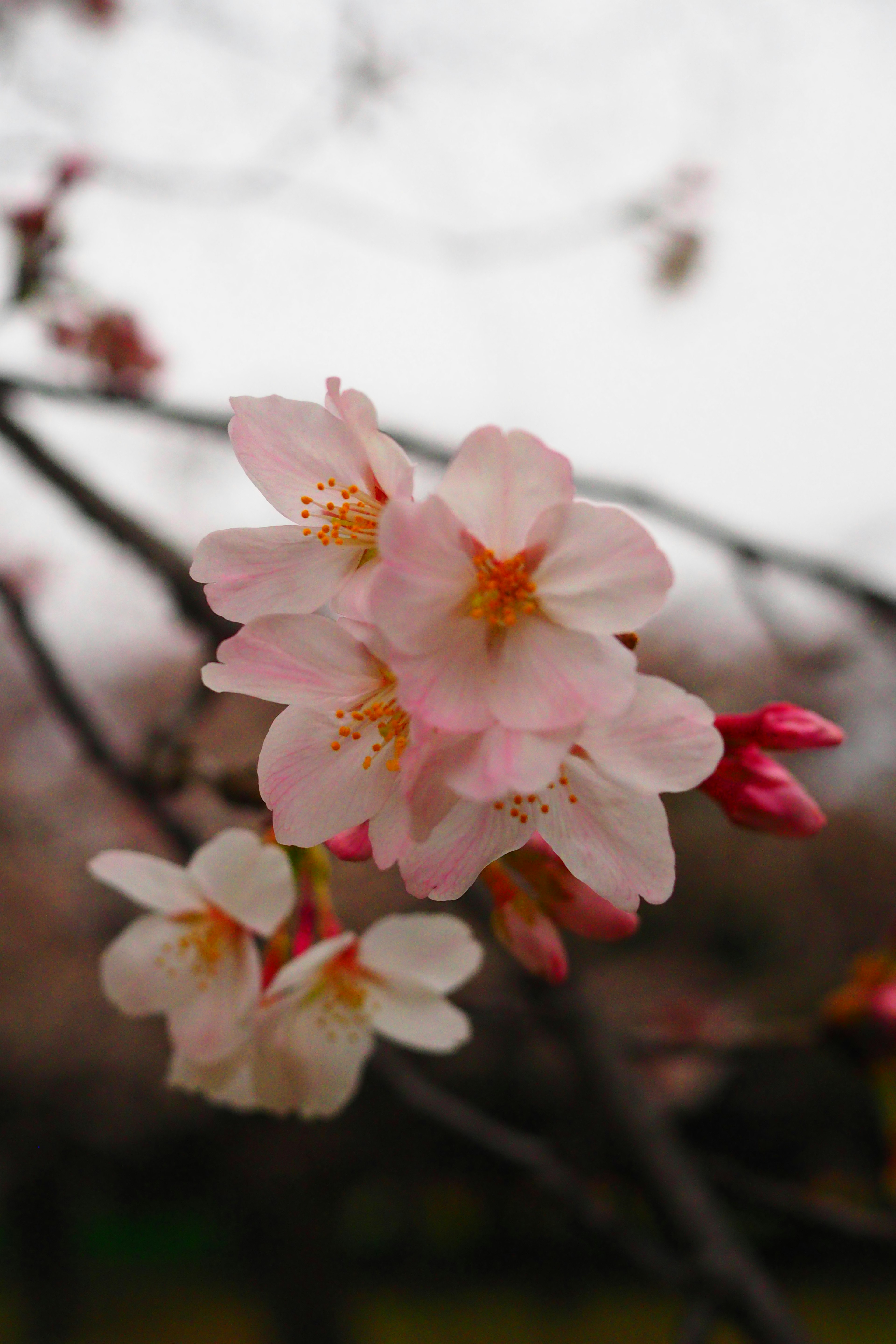 Dekat bunga sakura di cabang kelopak merah muda dan putih