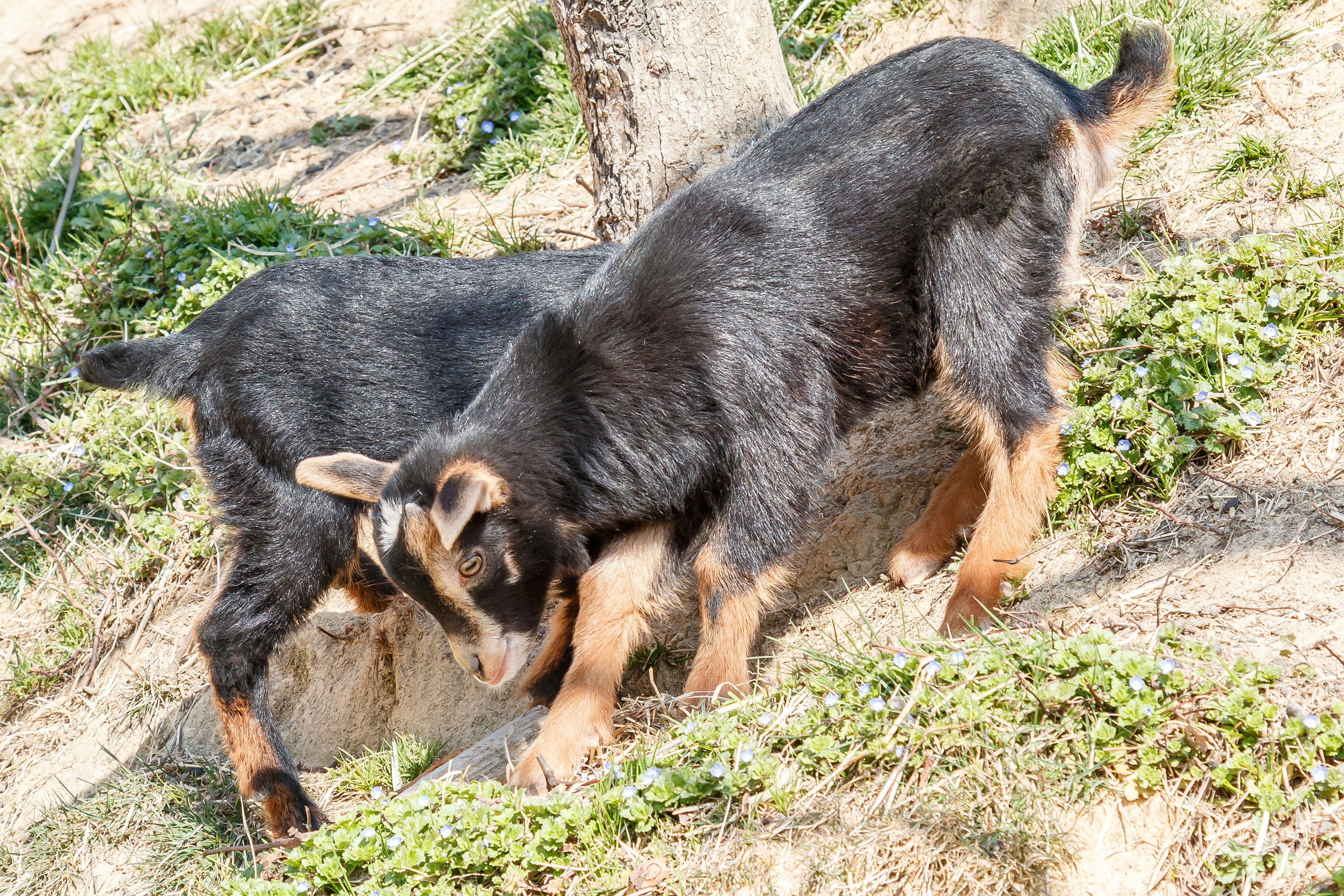 Dos cabras negras cavando en el suelo