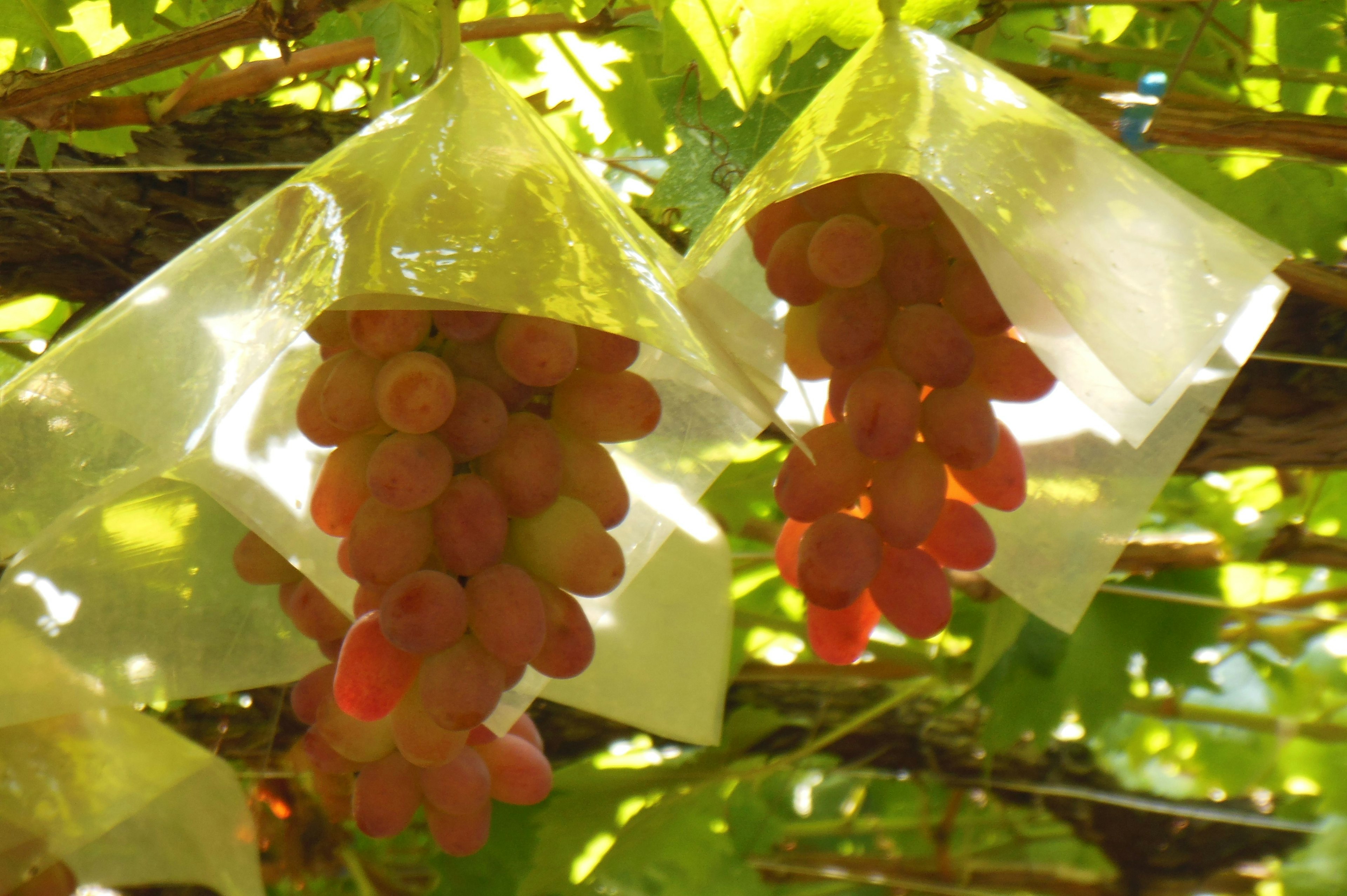 Racimos de uvas envueltos en bolsas de plástico rodeados de hojas verdes