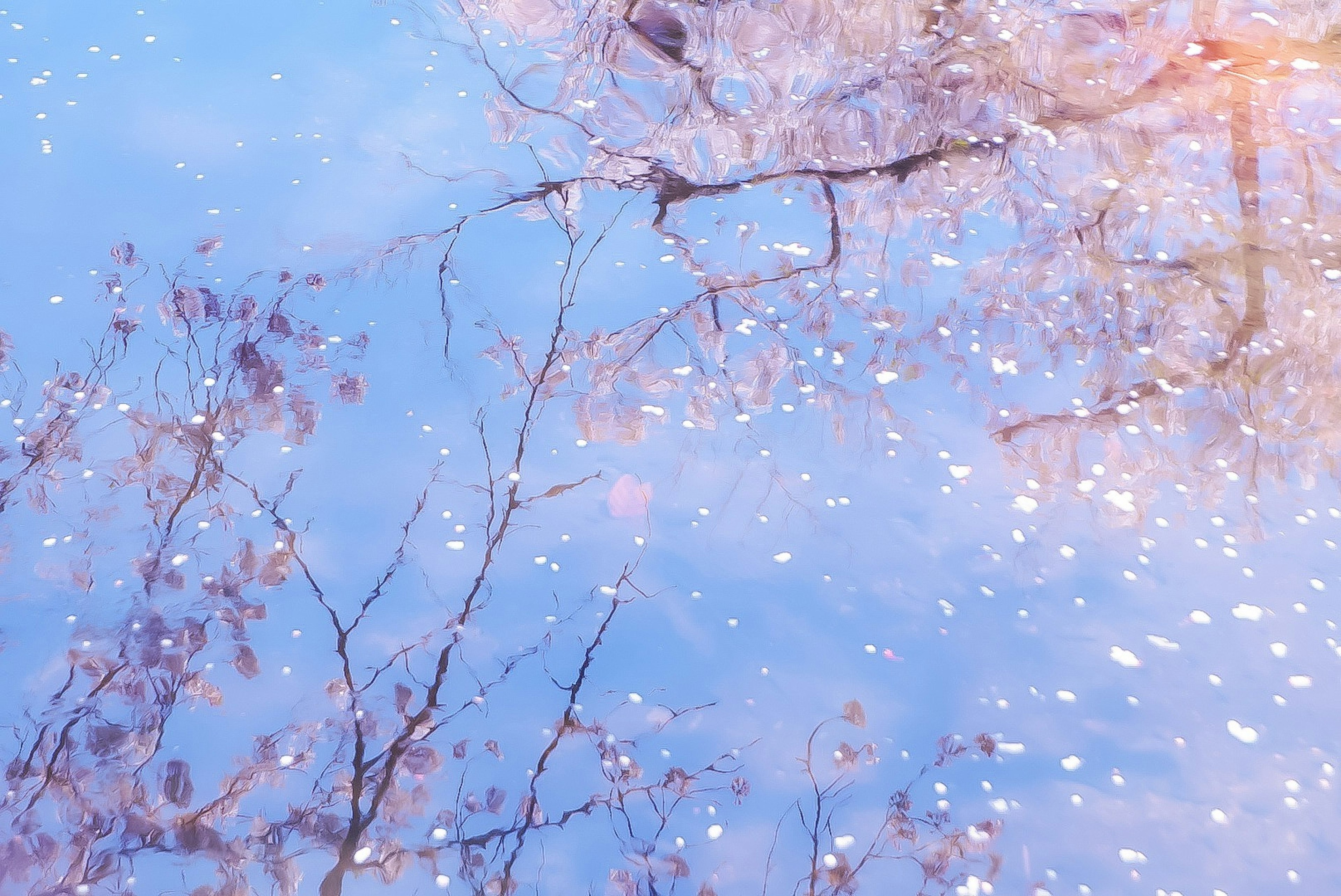 Reflection of branches and petals on a blue surface