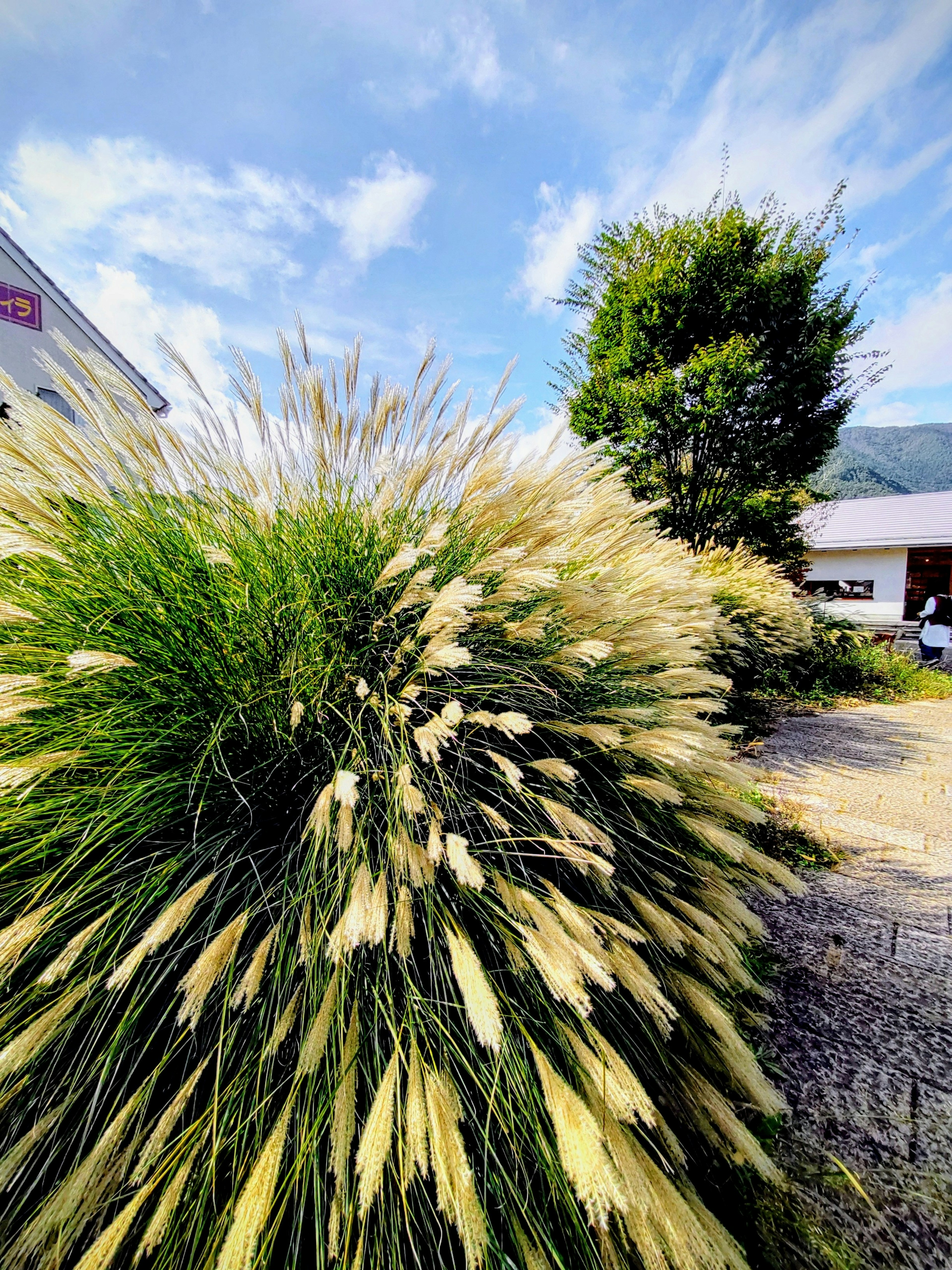 Rumput pampas dengan paku emas bergoyang di bawah langit biru dengan pohon hijau di dekatnya