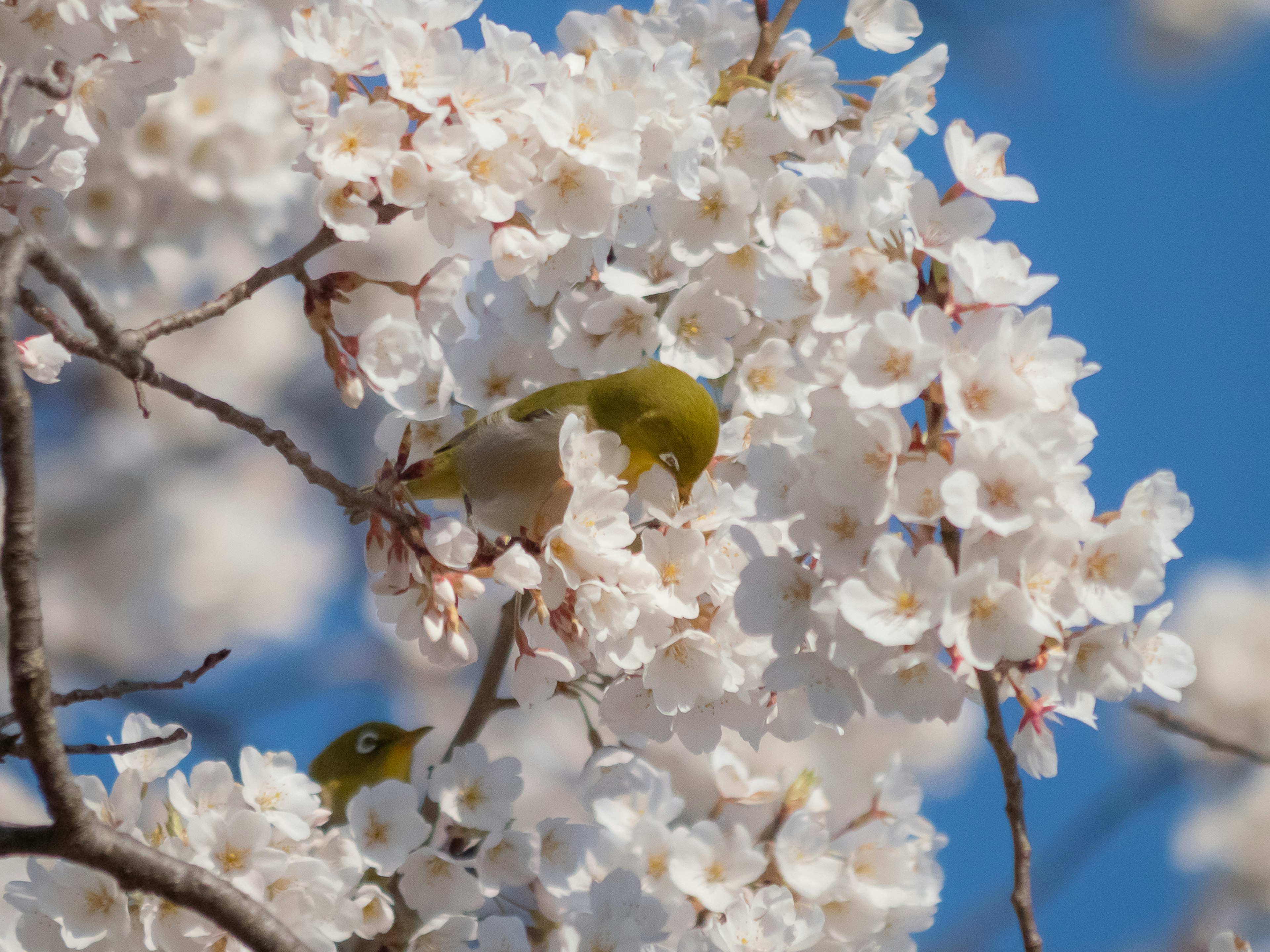 Ein grüner Vogel, der zwischen weißen Kirschblüten sitzt