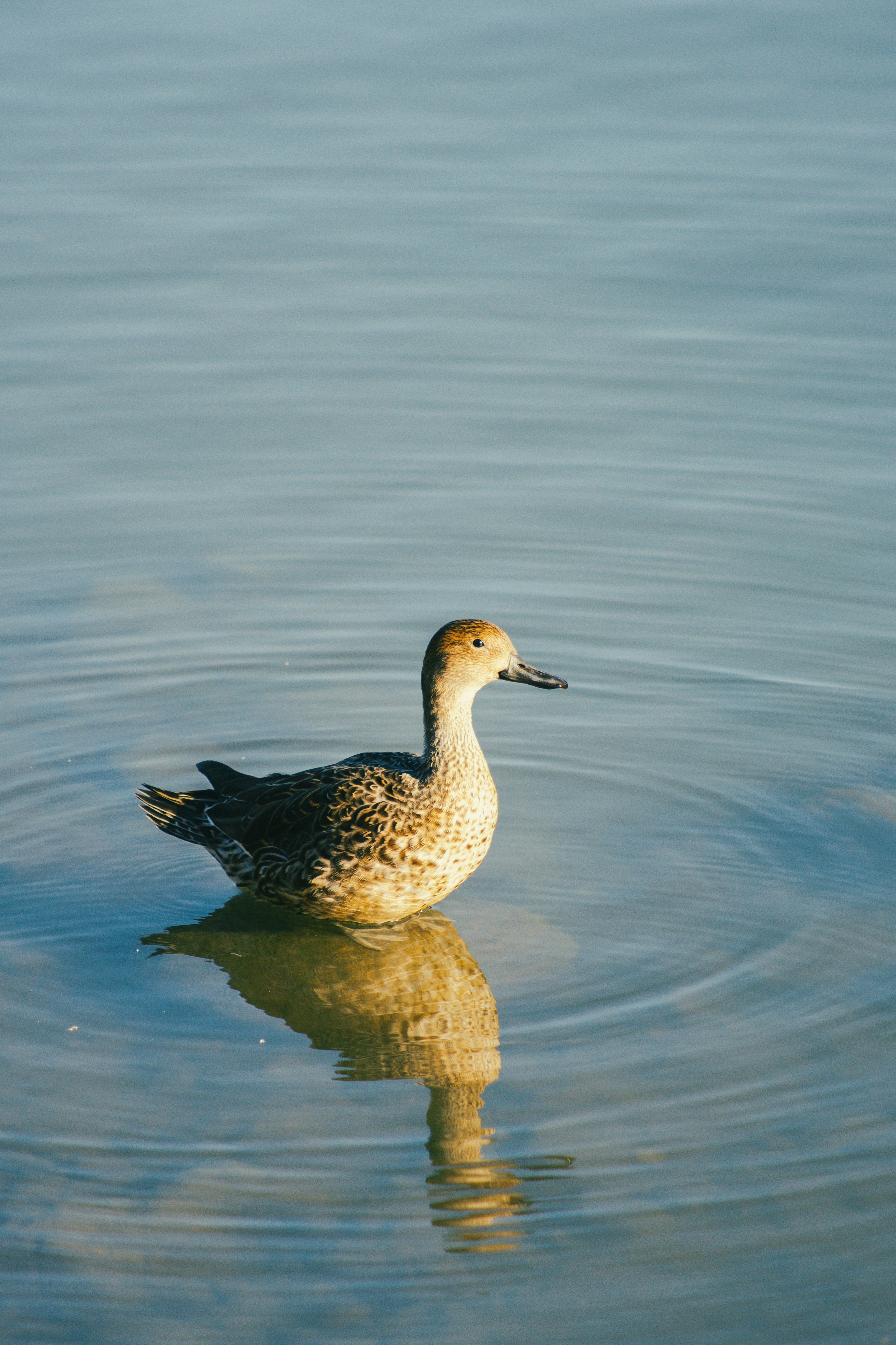 水面に浮かぶアヒルのような鳥の画像