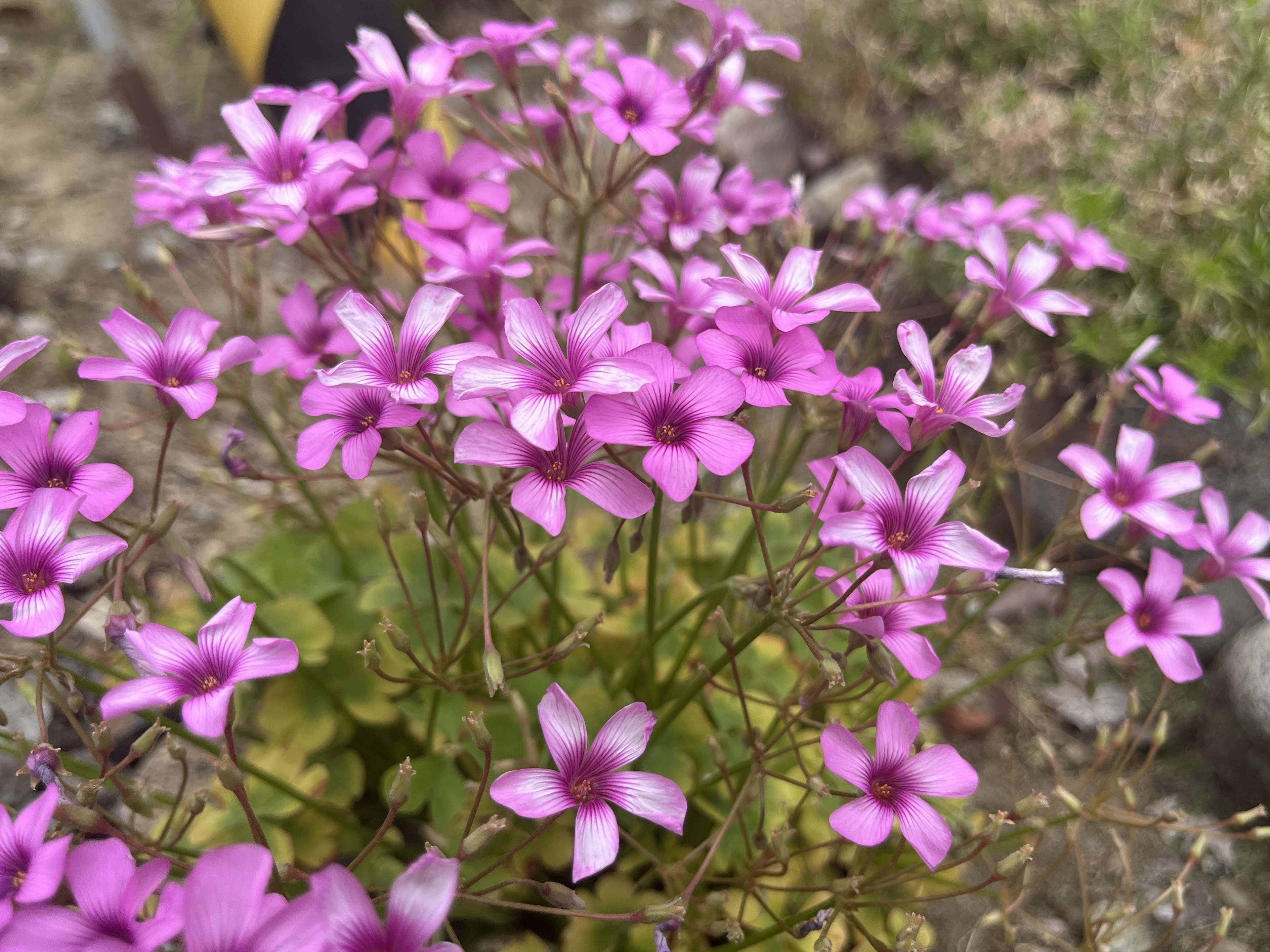 Primer plano de una planta con pequeñas flores rosas