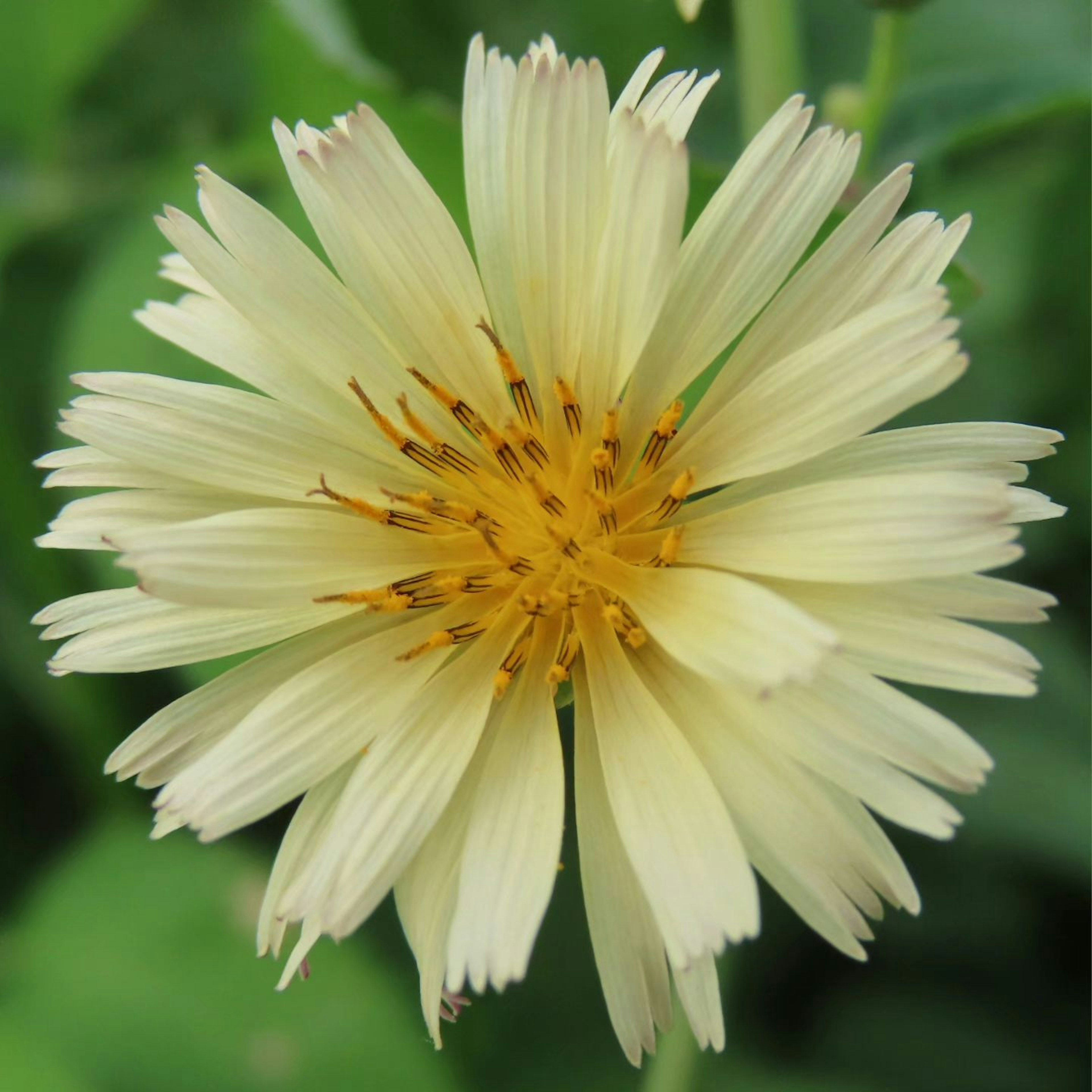 淡い黄色の花が緑の葉の中に咲いている