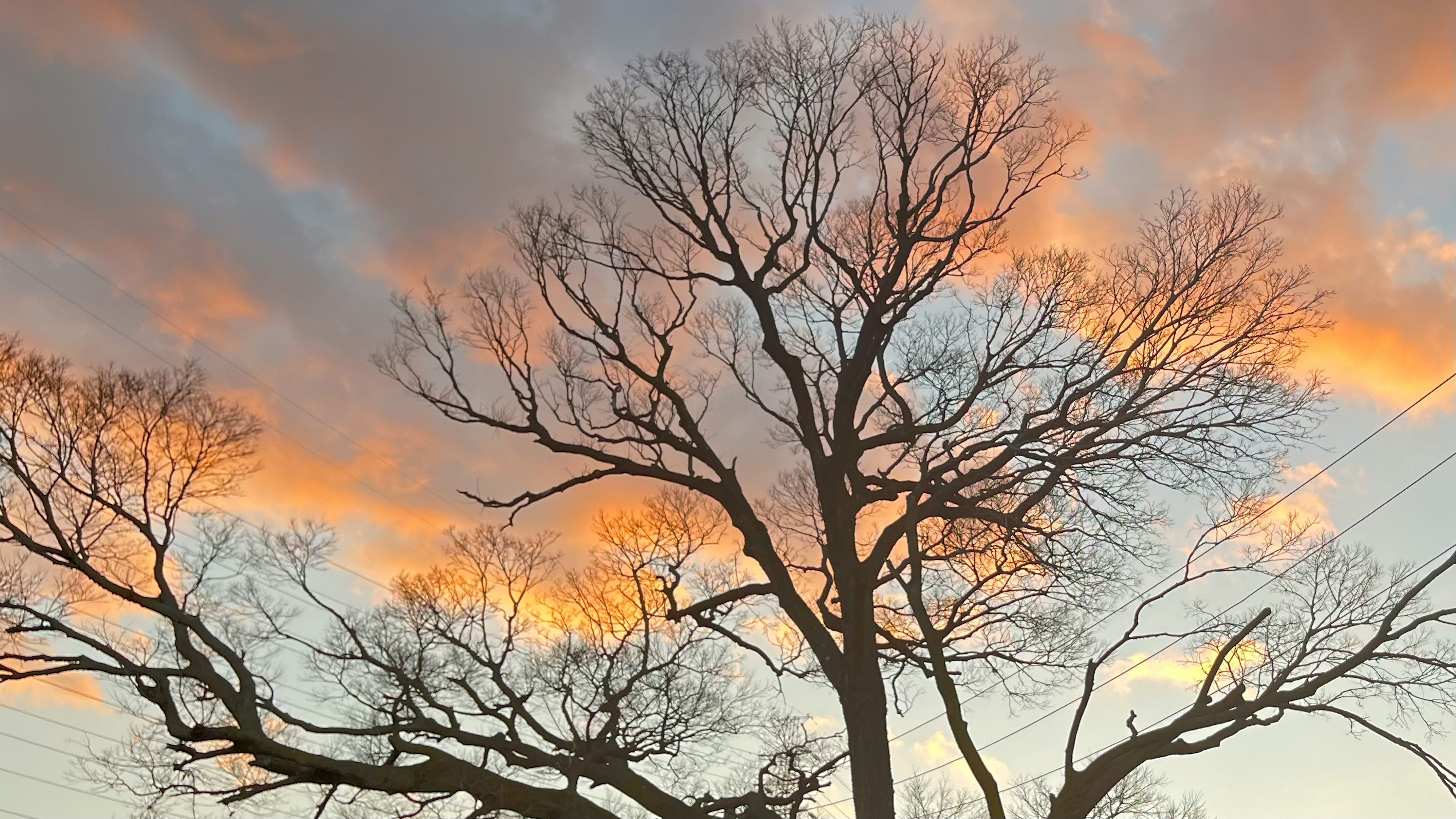 夕焼けの空にシルエットのように立つ葉のない木