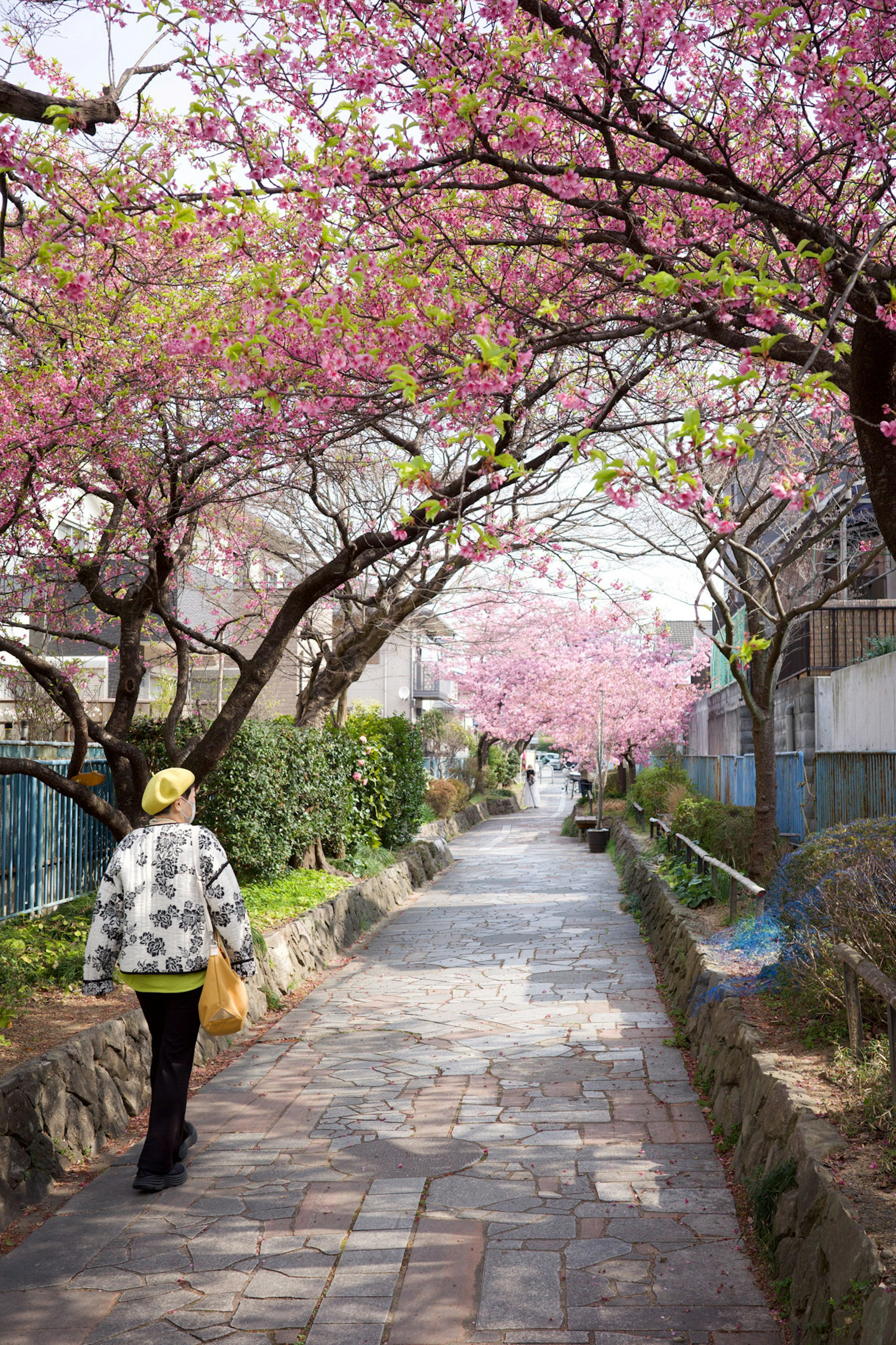 桜の木が並ぶ道を歩く人