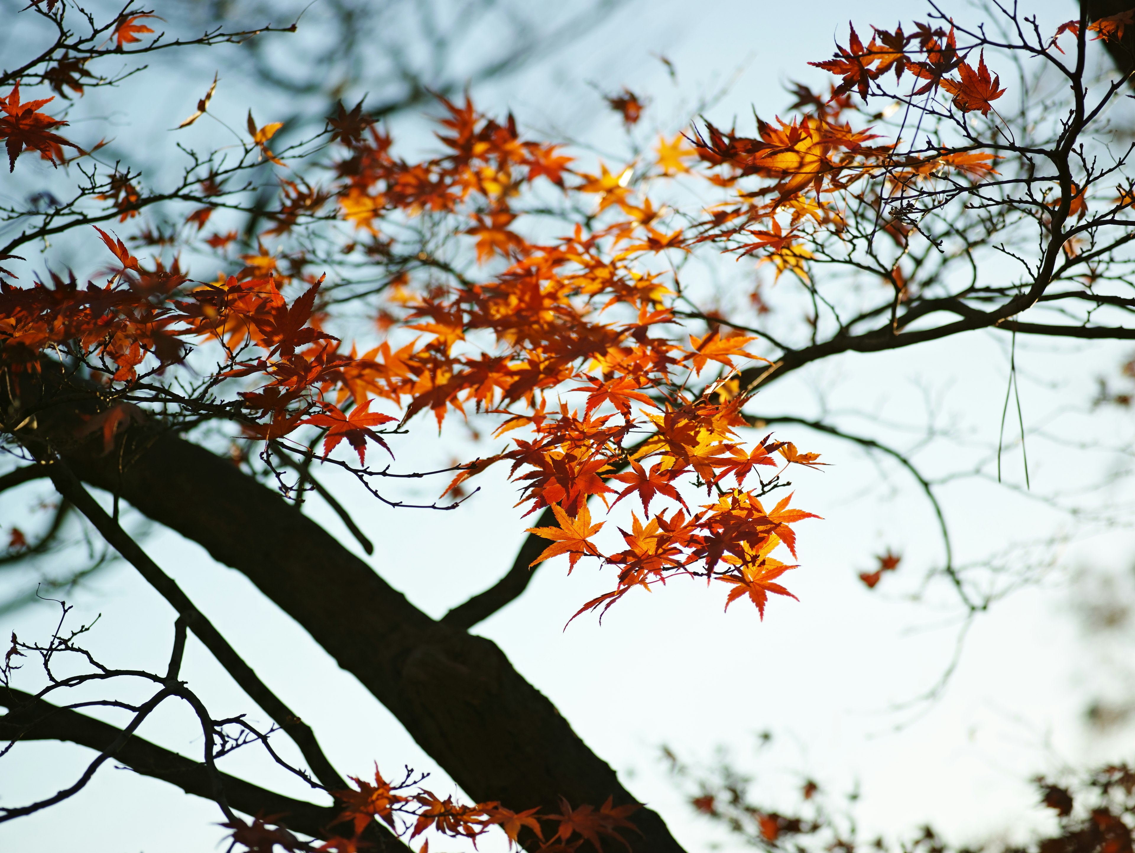 紅葉したカエデの枝と青空の背景