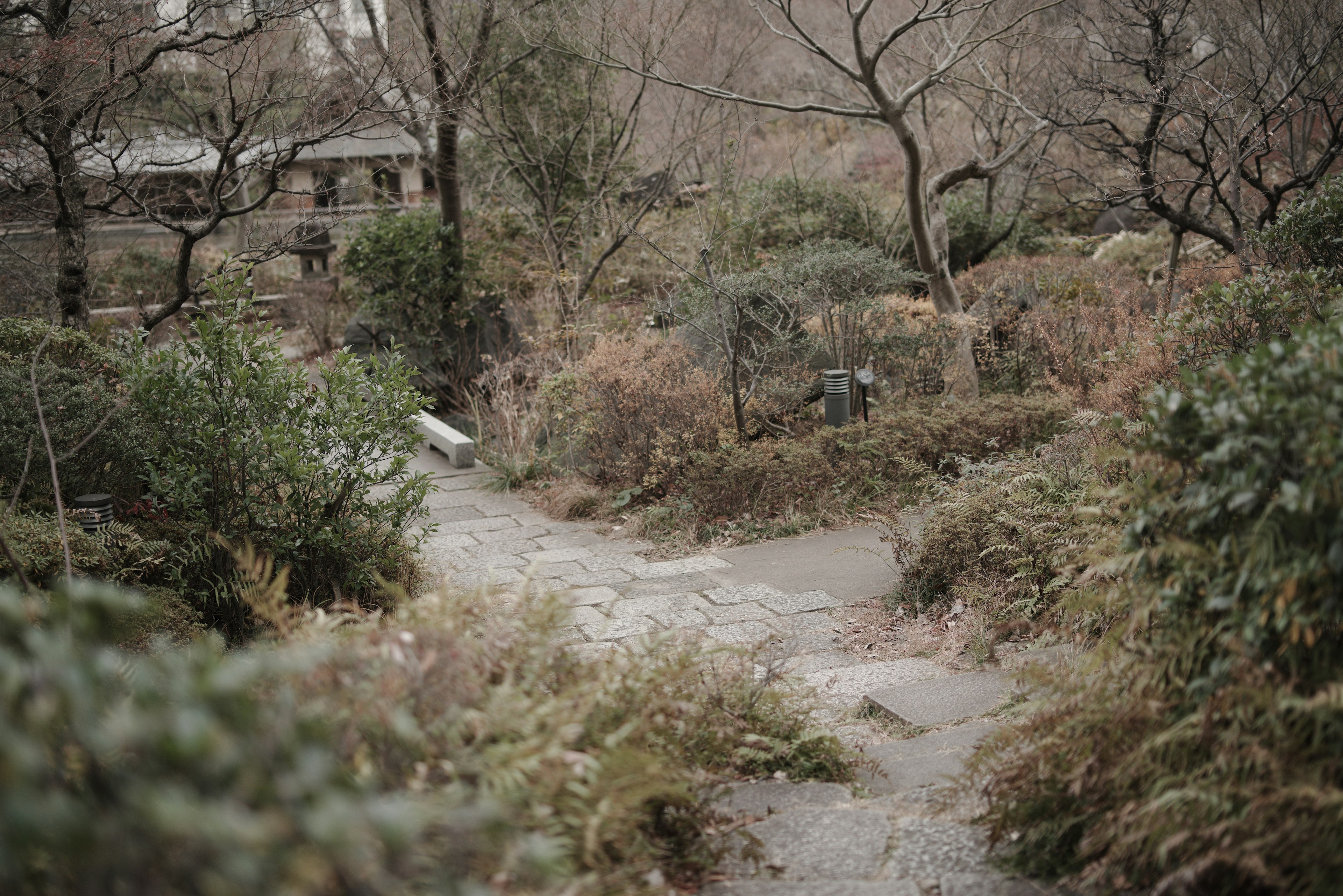 Ein ruhiger Weg mit kahlen Bäumen in einem japanischen Garten