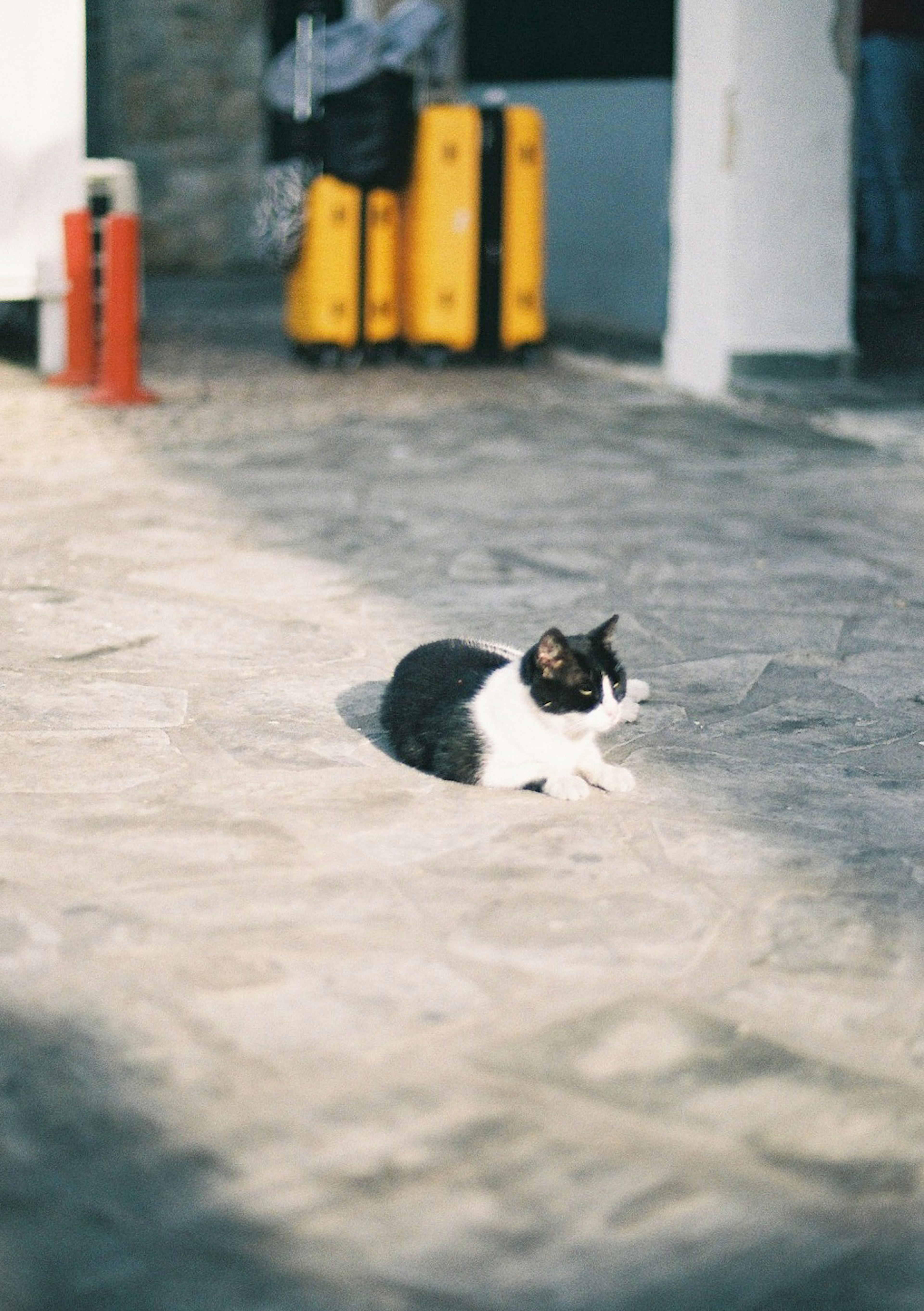 黒と白の猫が石畳の上で日向ぼっこしている