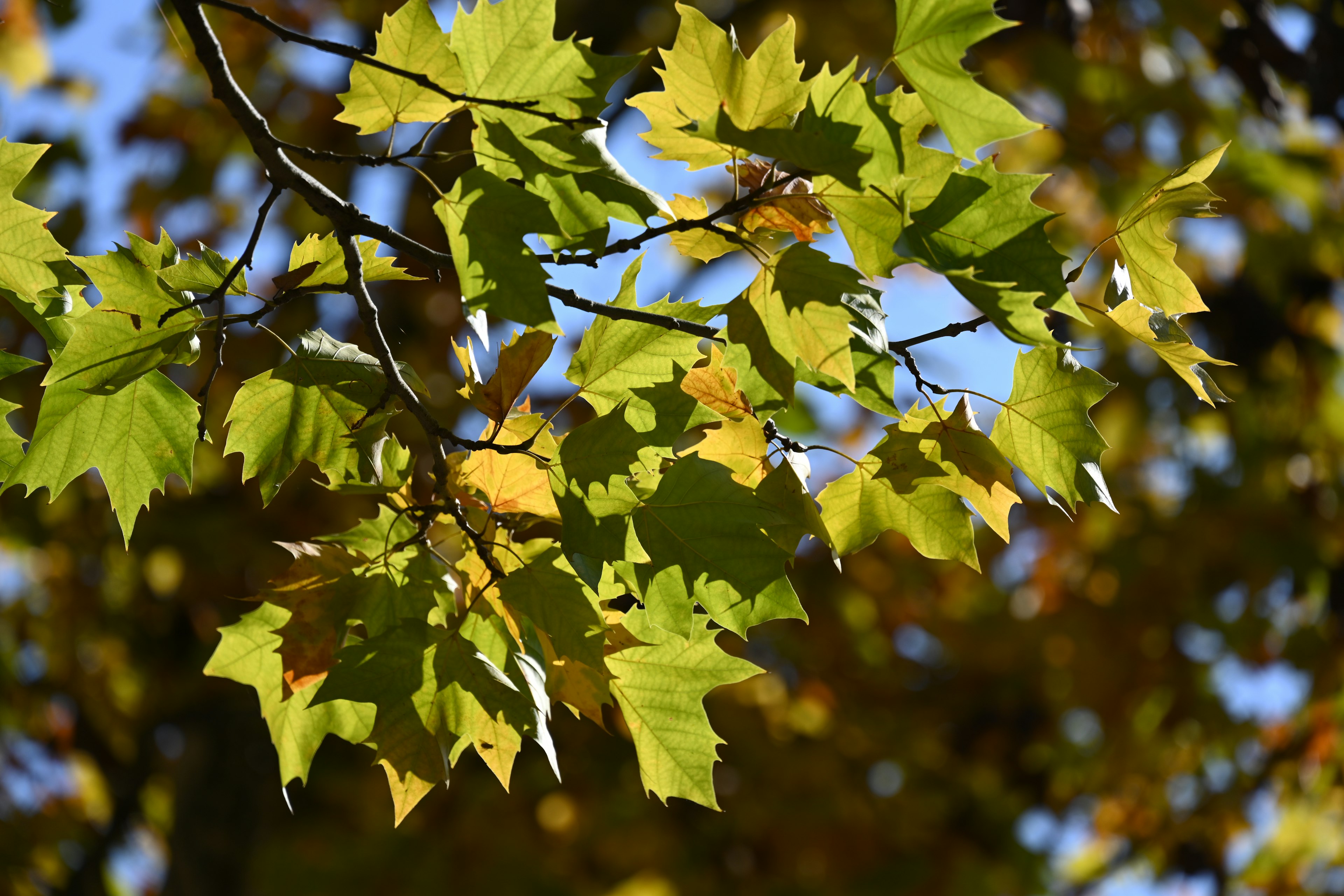 Primer plano de una rama de árbol con hojas verdes y amarillas