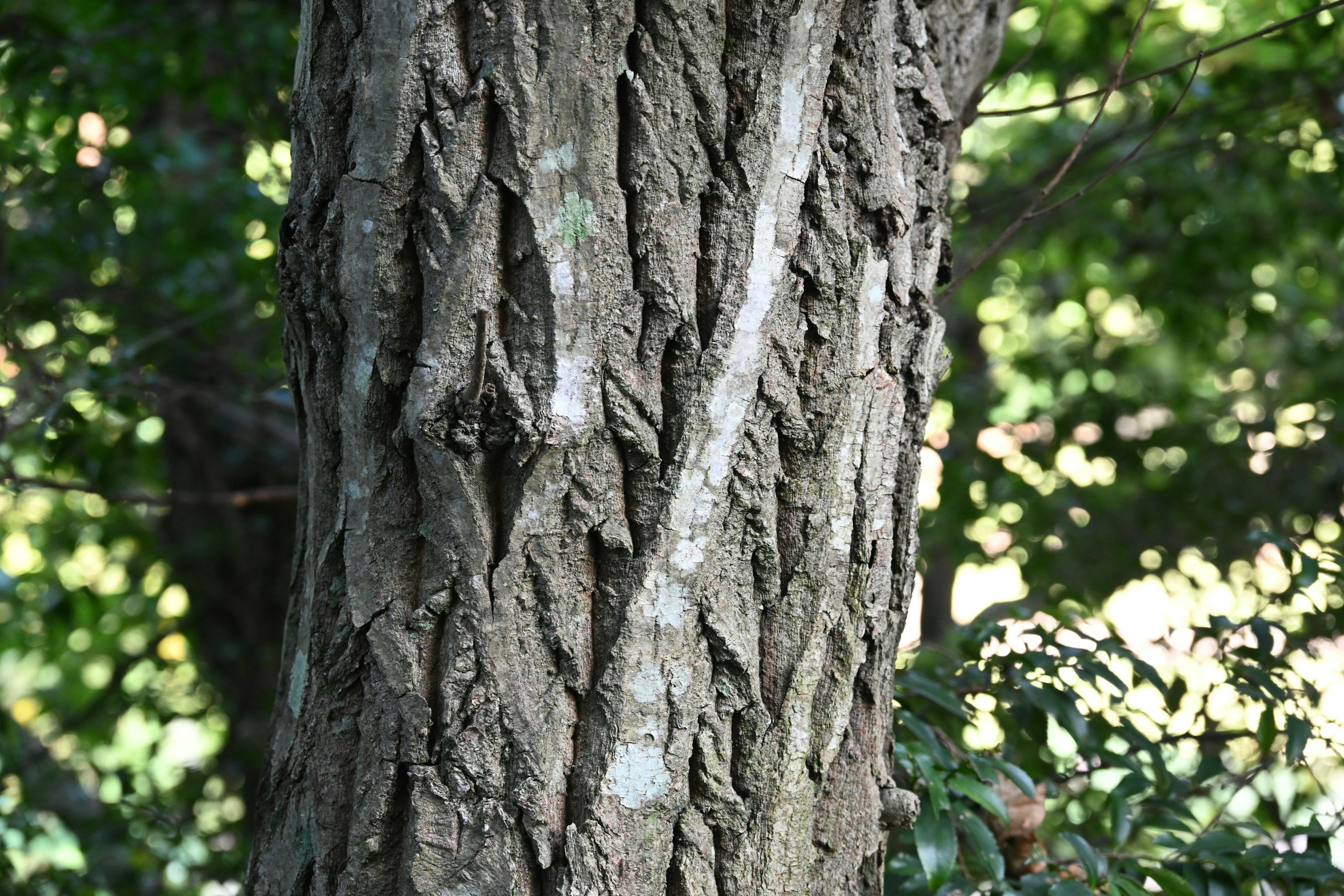 Gros plan sur le tronc d'un arbre mettant en évidence la texture complexe de l'écorce