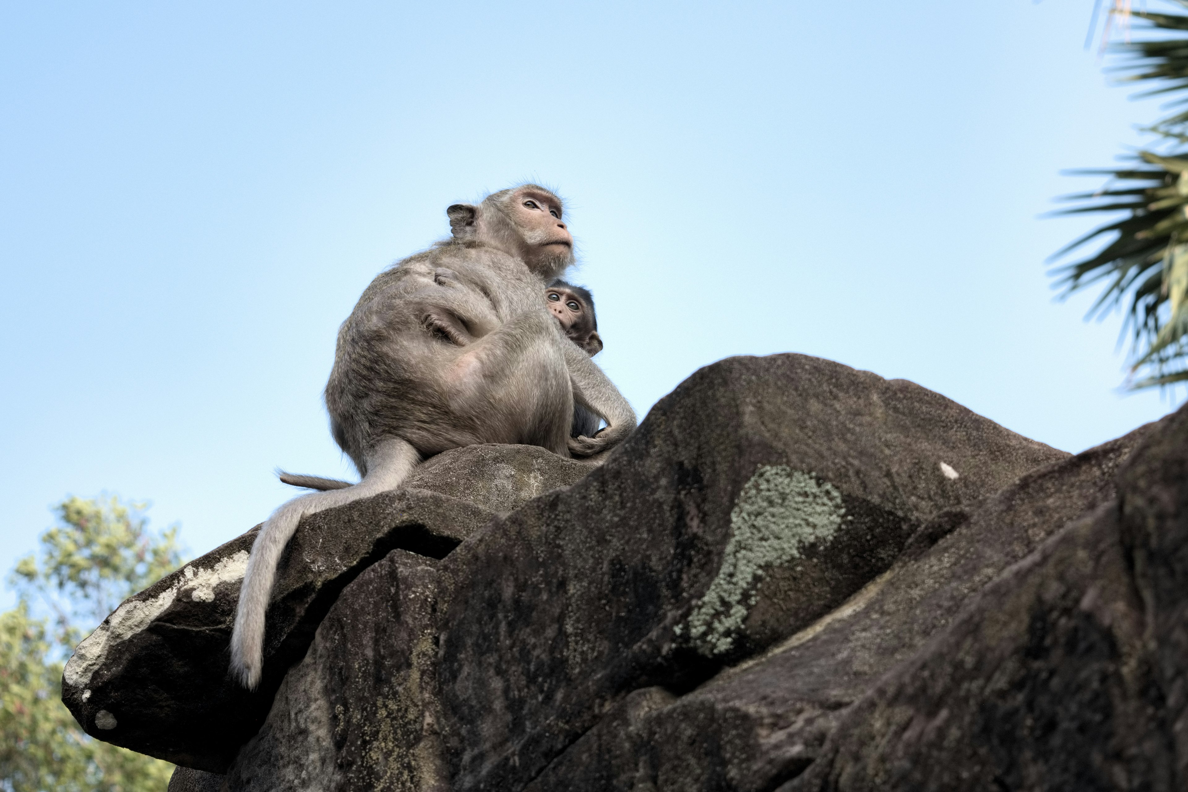 Un mono sentado en una roca con su bebé