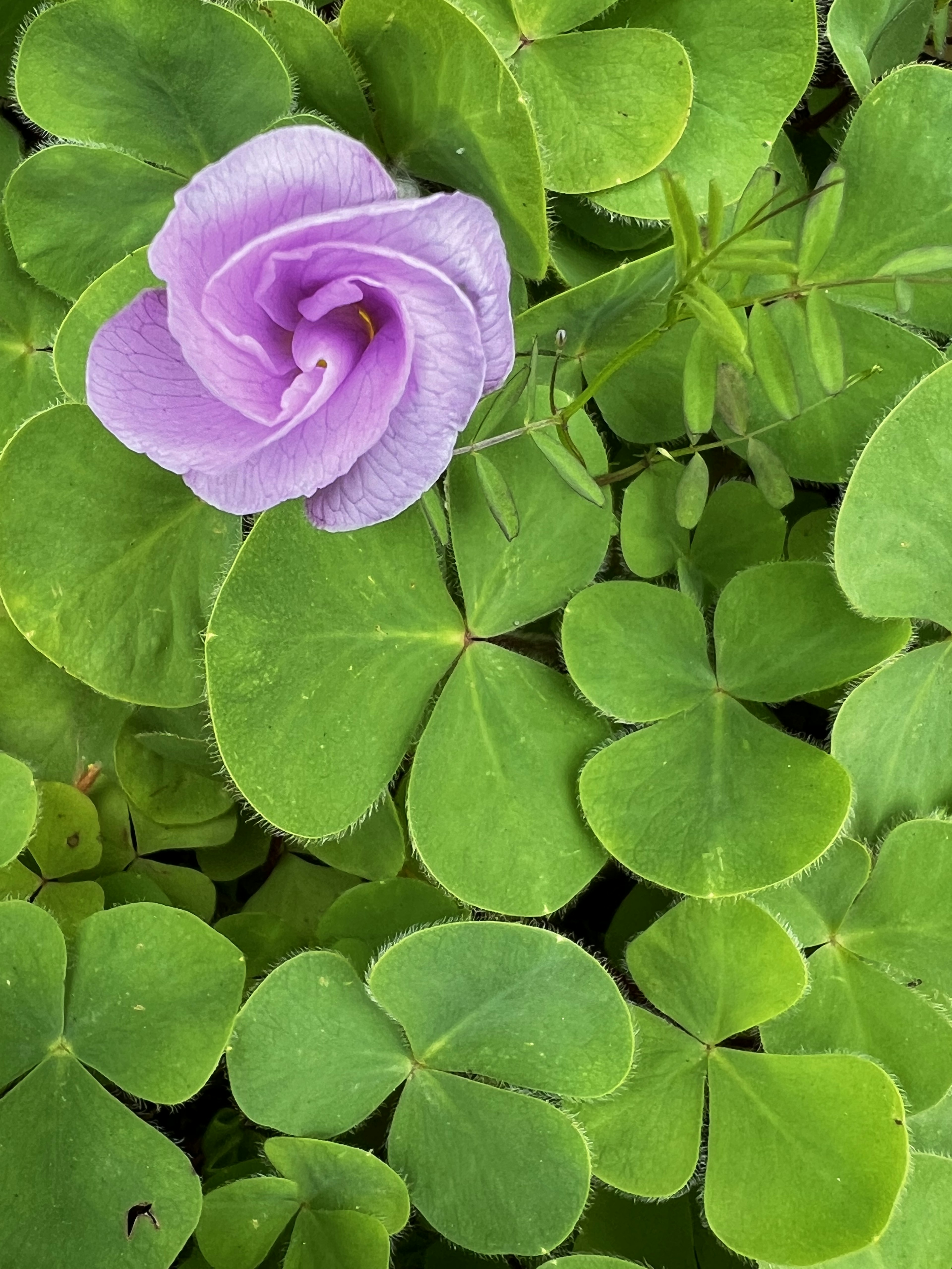 緑のクローバーの中に咲く紫色の花