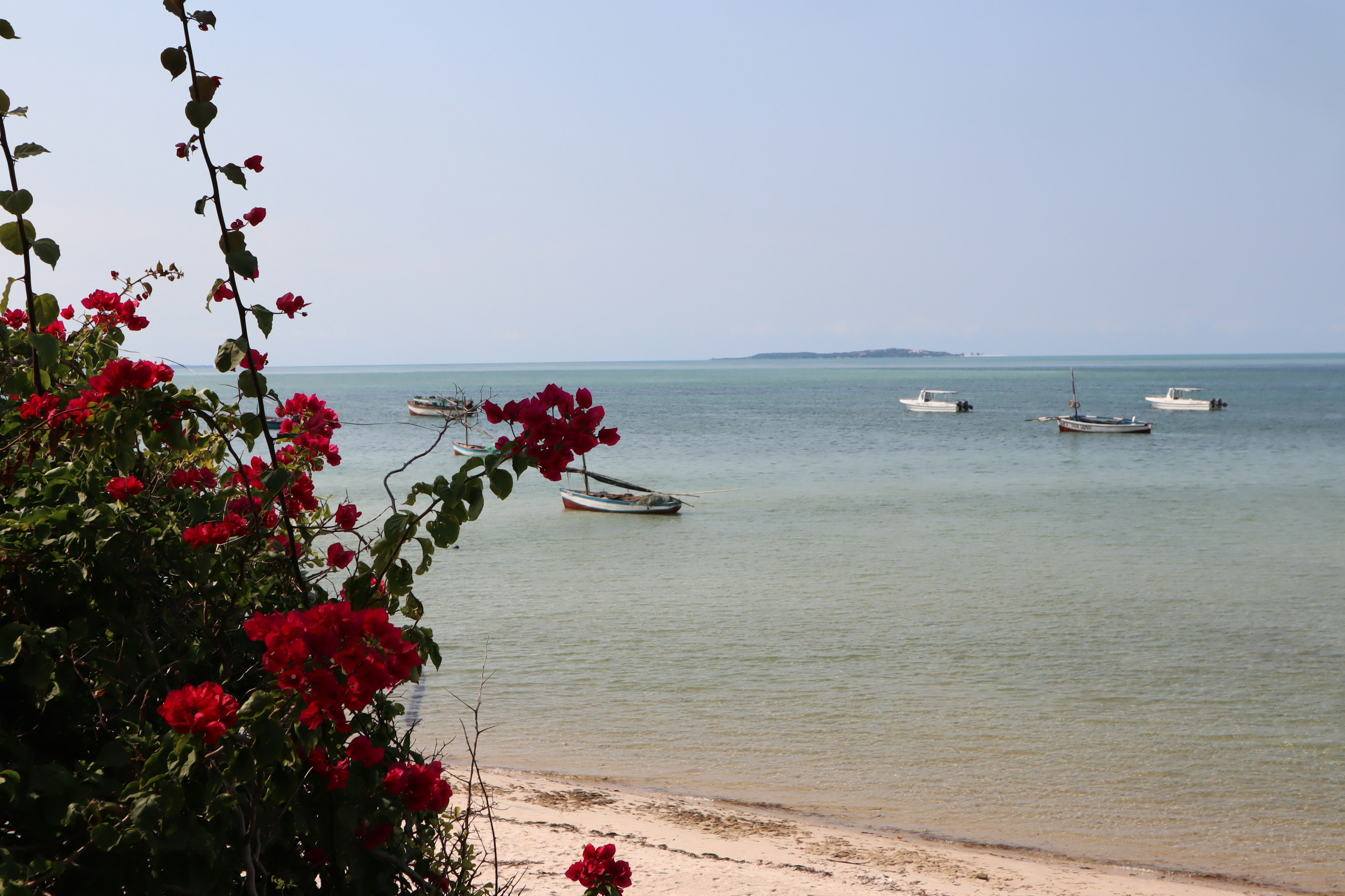 ดอกไม้สีแดงบานอยู่บนชายหาดพร้อมเรือที่ลอยอยู่ในทะเลสงบ