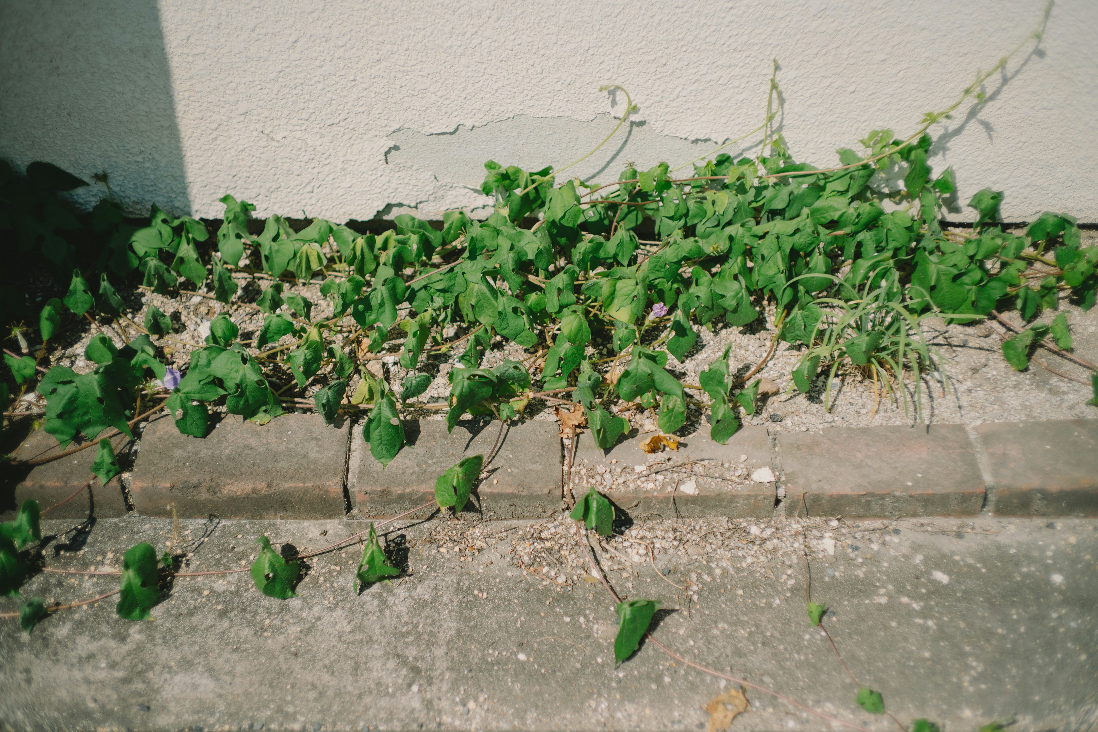 緑の葉が茂る地面の植物と壁の近くの景色